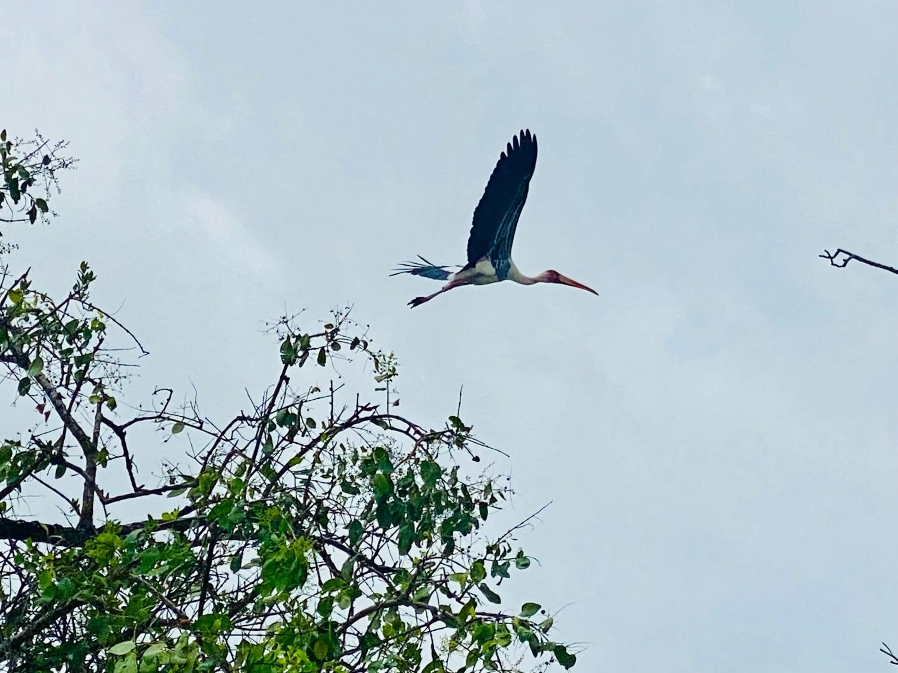 Day in Wanamal Lake Front Yala