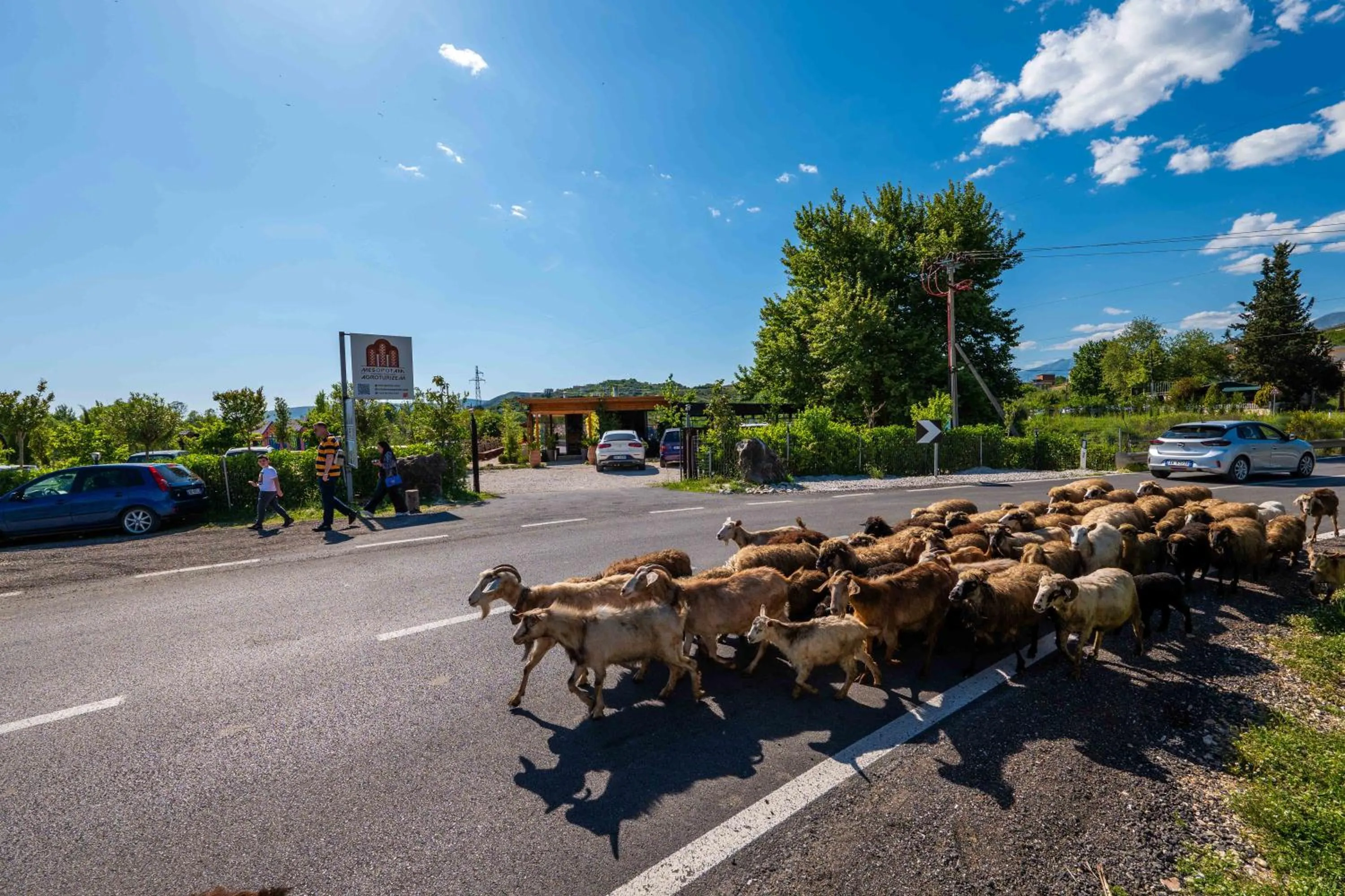 Animals in Mesopotam Agrotourism Resort