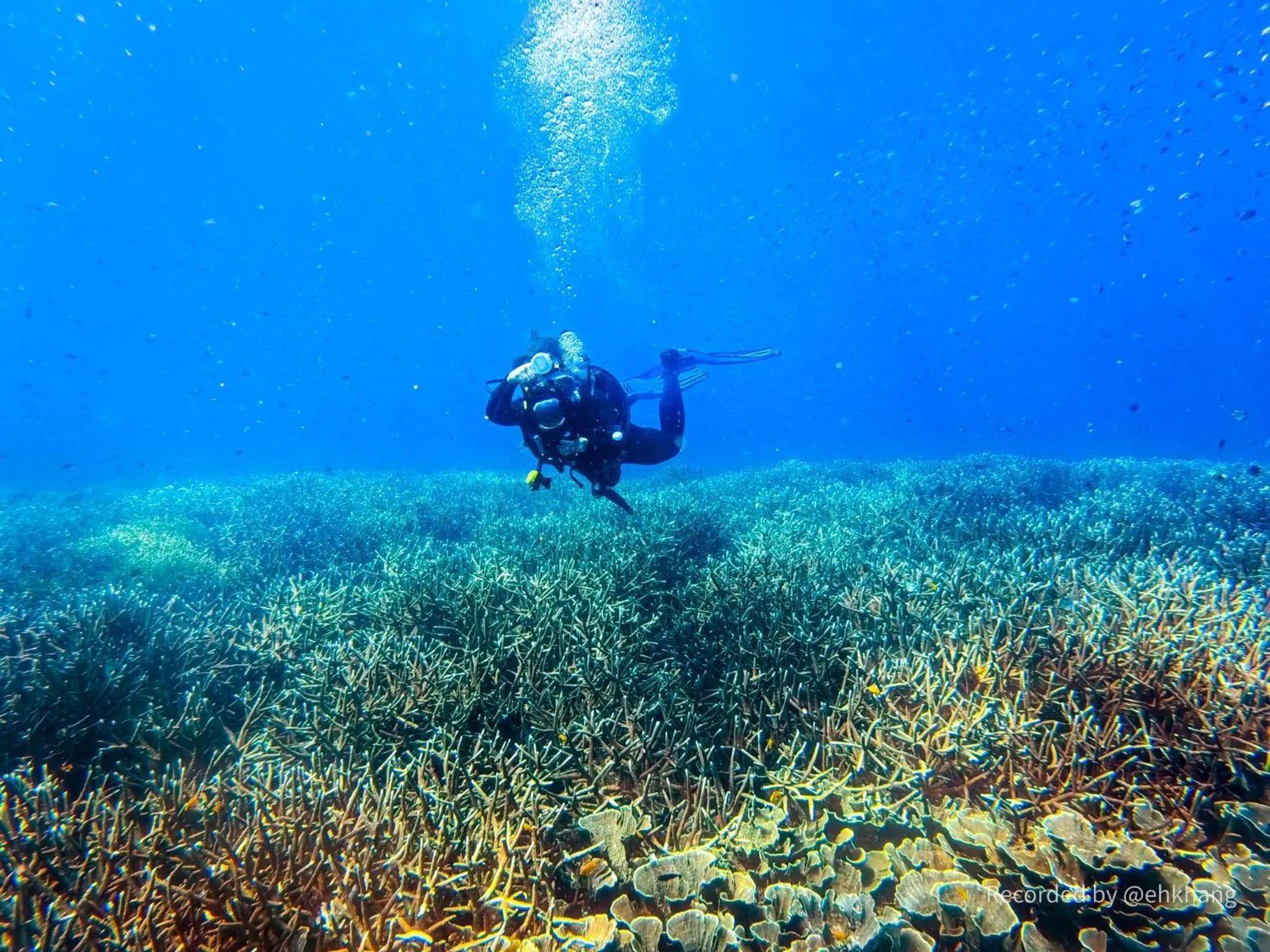 Snorkeling in Elites Hotel