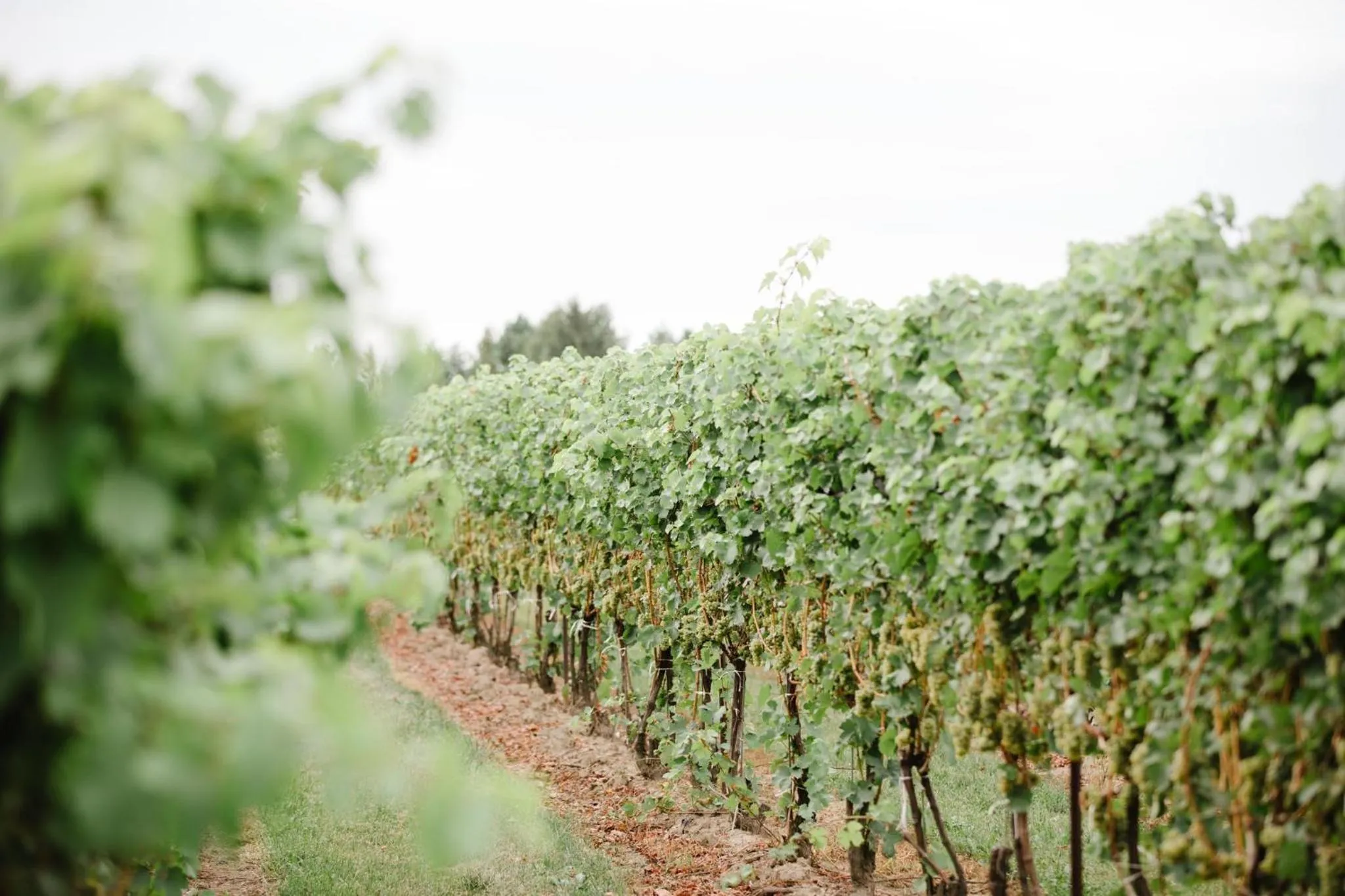 Nearby landmark in Staybridge Suites St. Catharines Conf Ctr by IHG