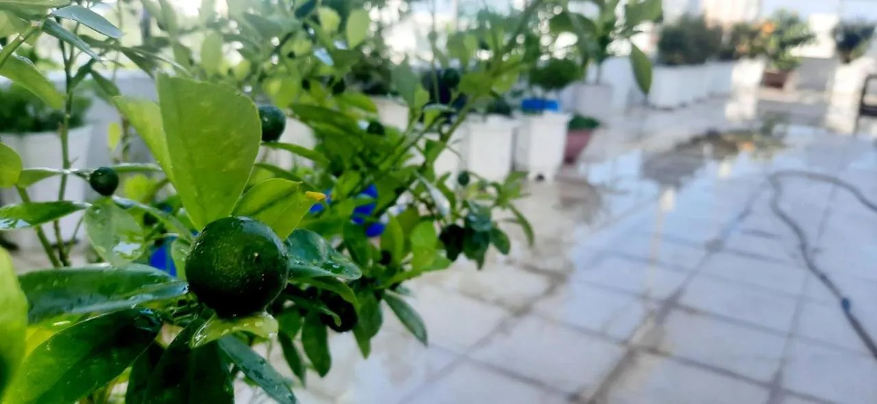 Balcony/Terrace in C - Home