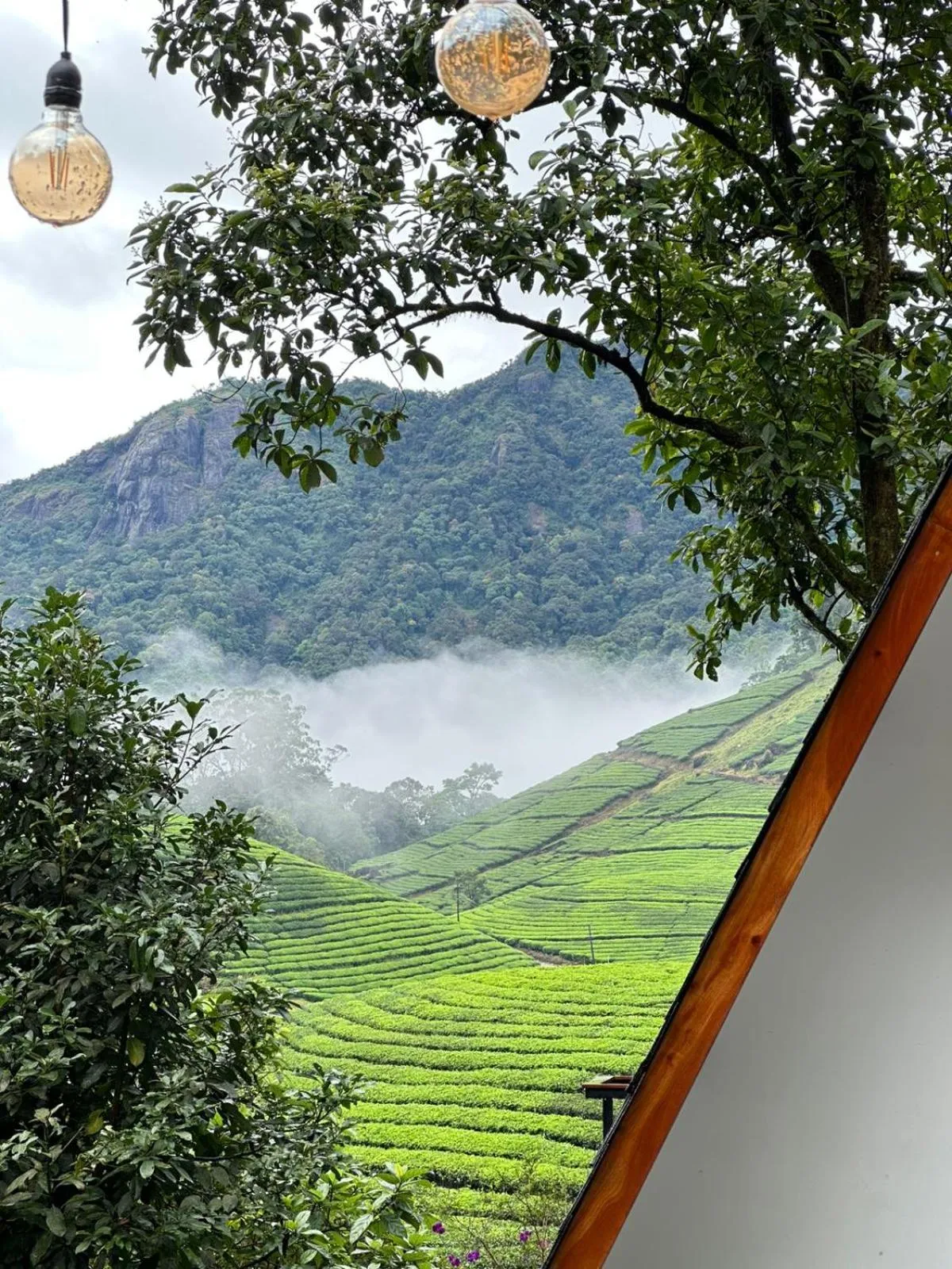 Mountain view in Forestscape Resort Munnar