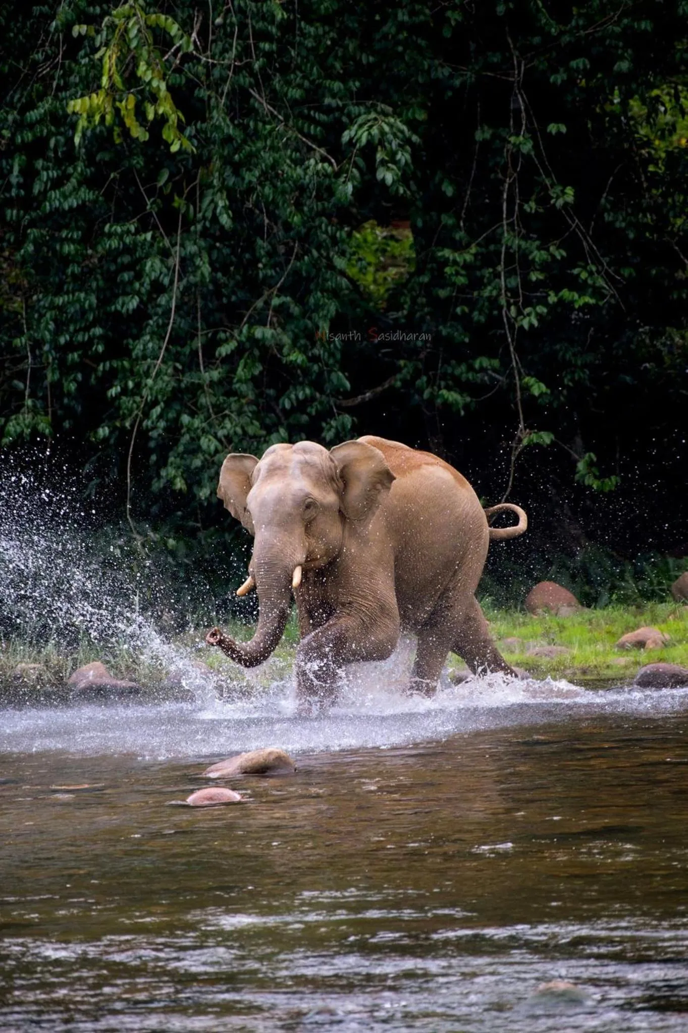 Activities in Forestscape Resort Munnar