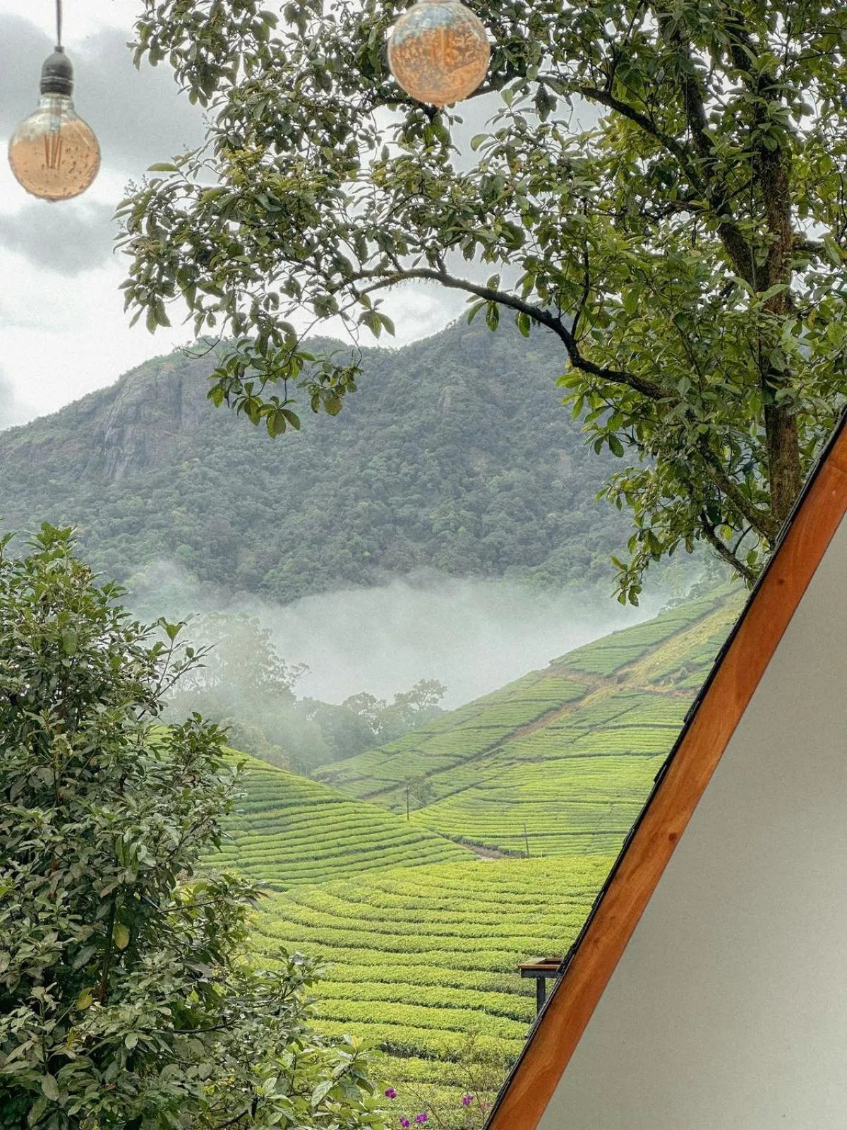 Mountain view in Forestscape Resort Munnar