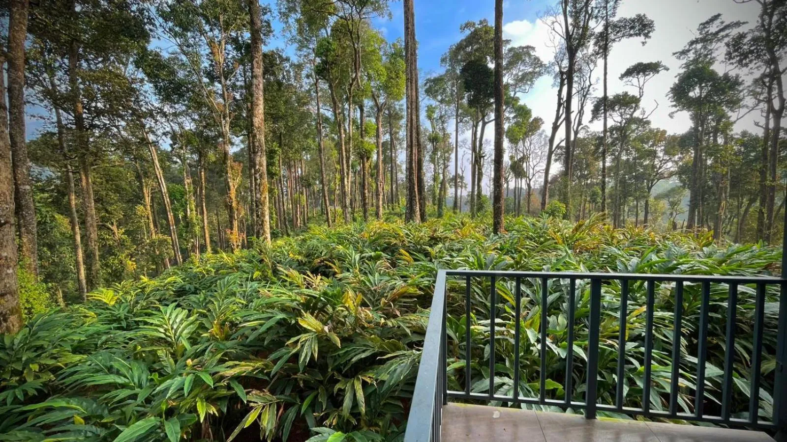 Balcony/Terrace in Forestscape Resort Munnar