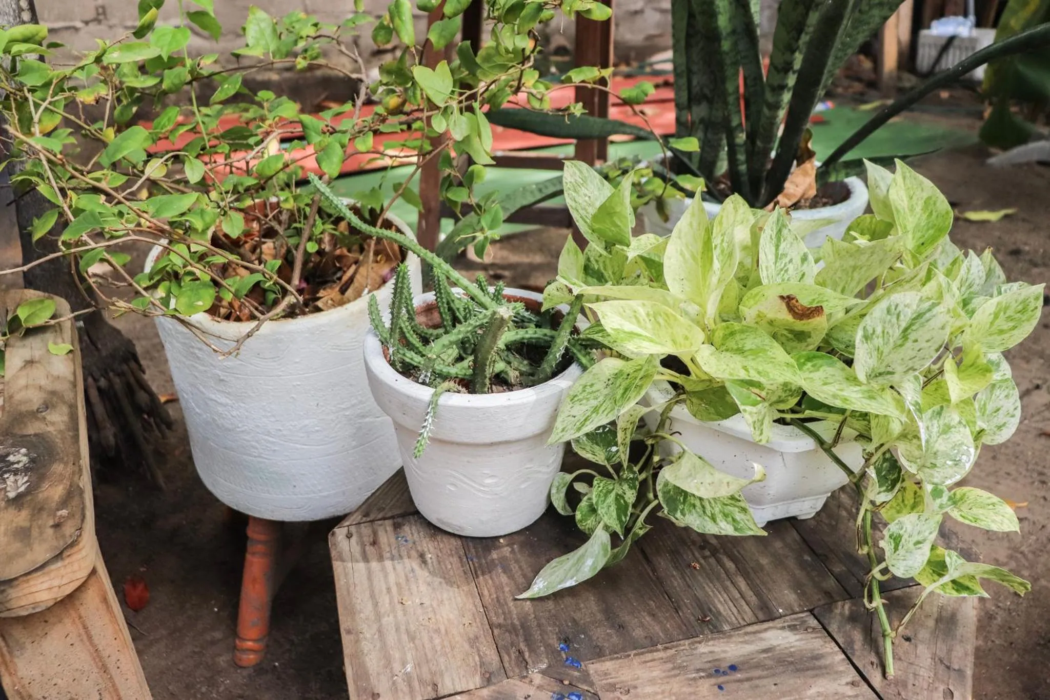 Nahimara Champeta Hostel