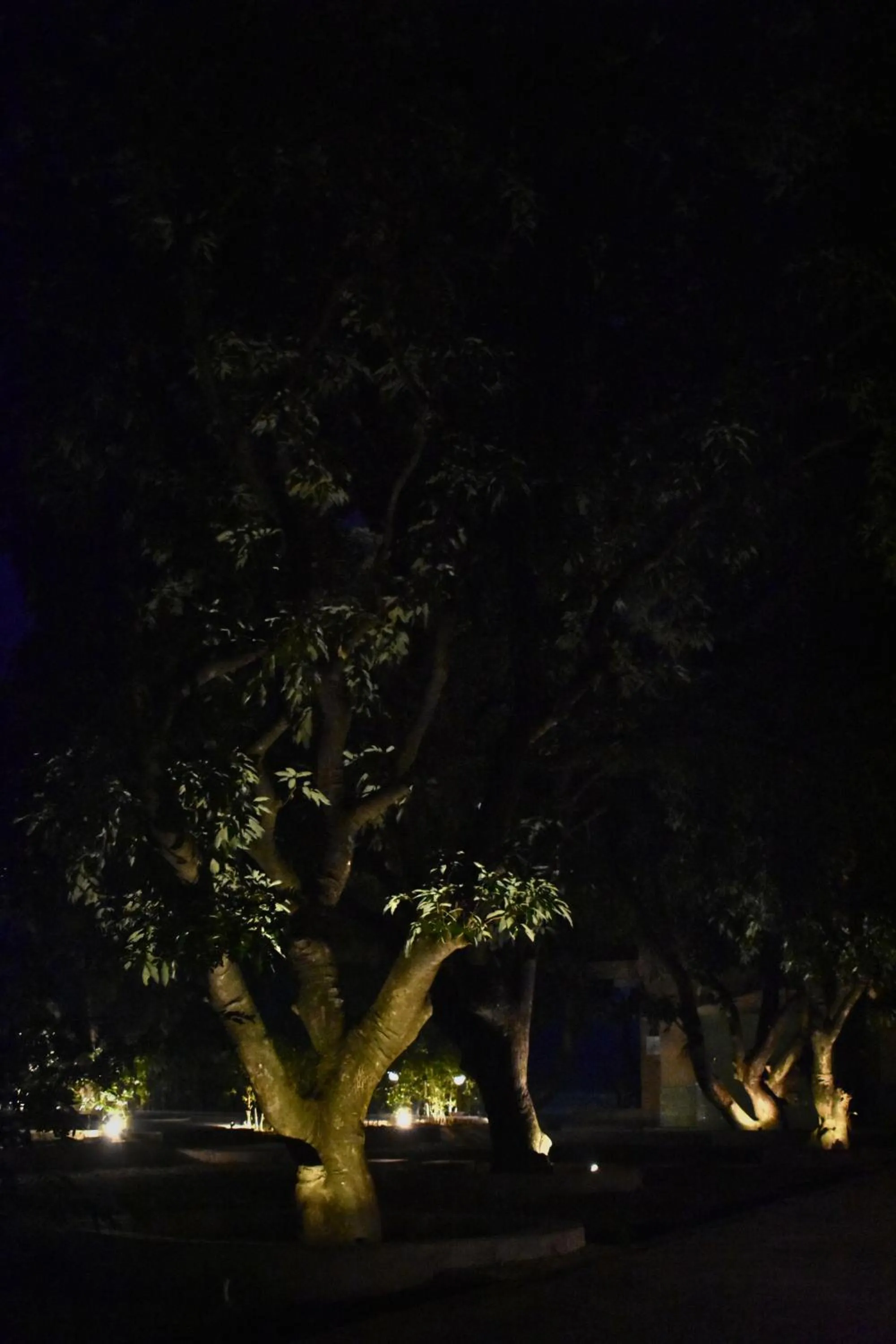 Night in The Greenwich resort