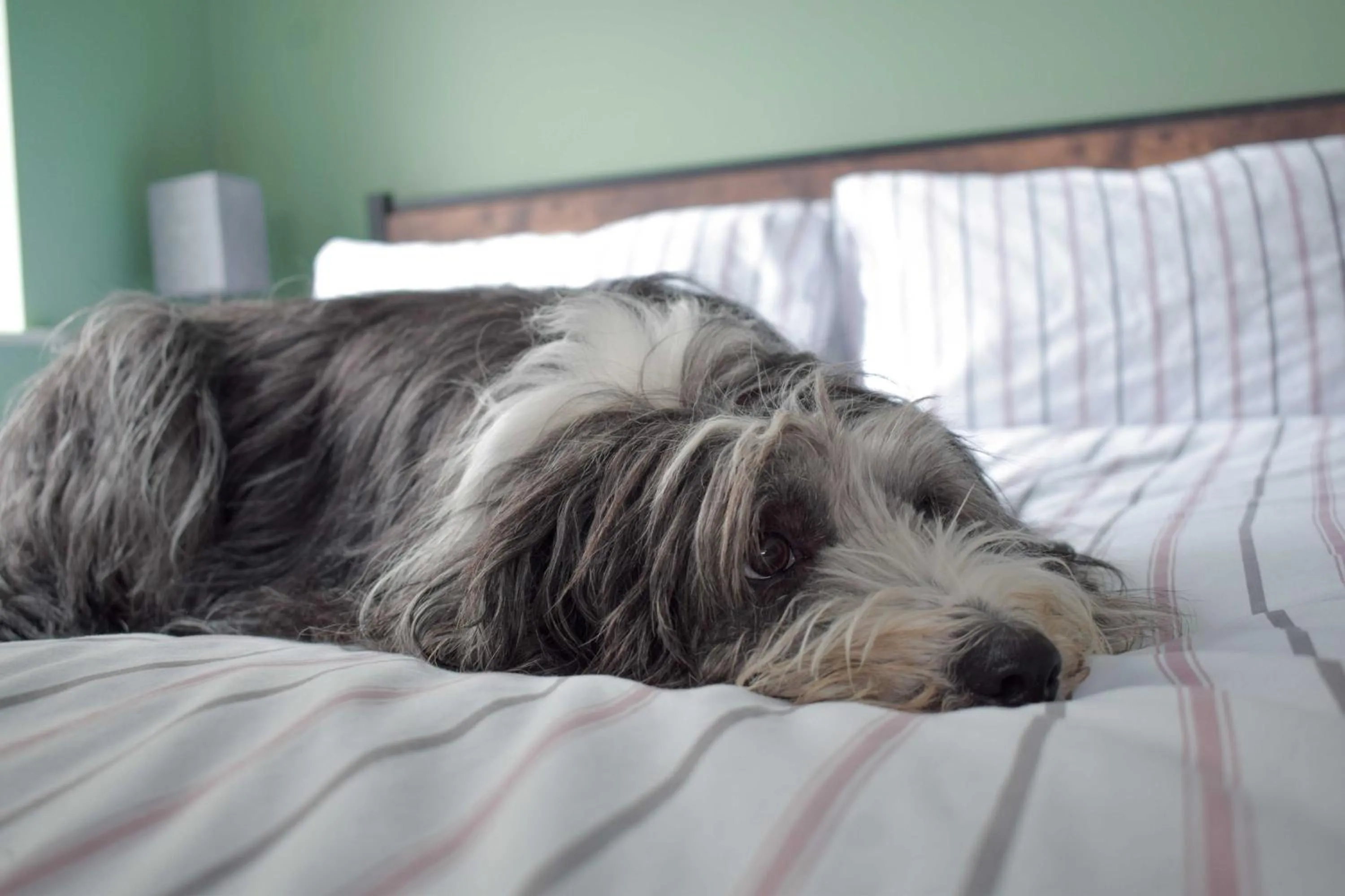 Pets, Bed in Tumbledown Hotel