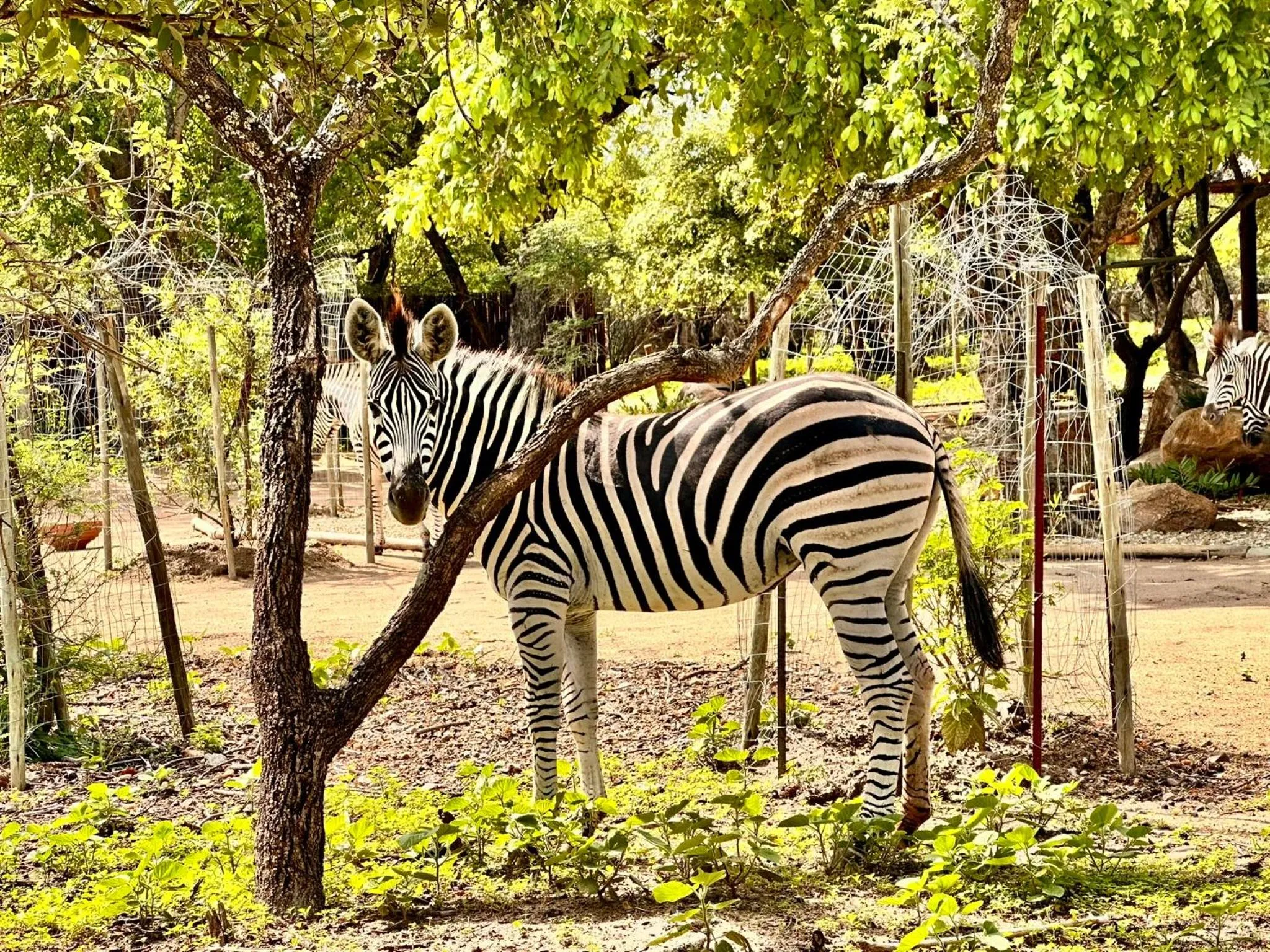 Animals in Zaganaga Kruger Lodge