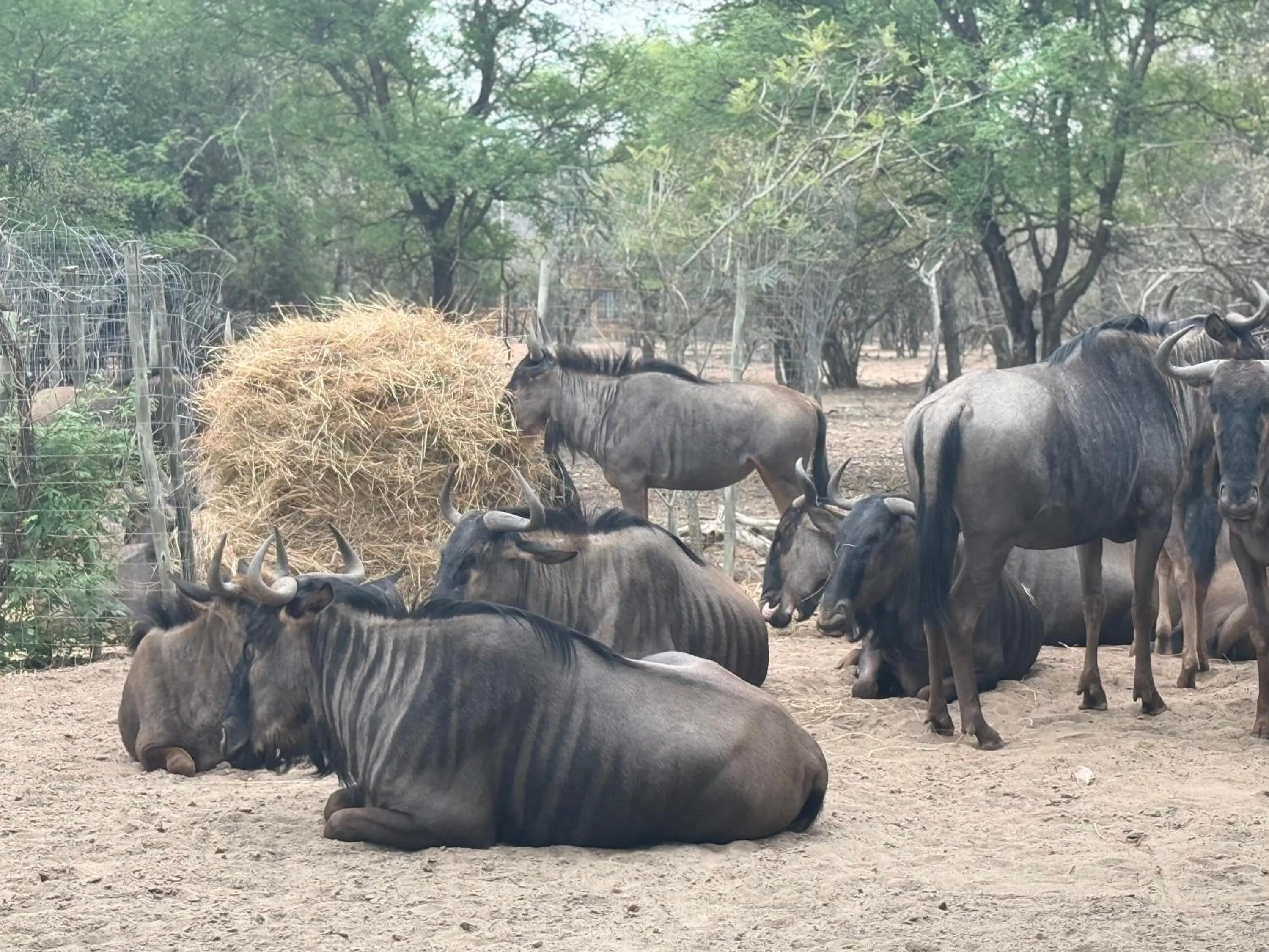 Animals in Zaganaga Kruger Lodge