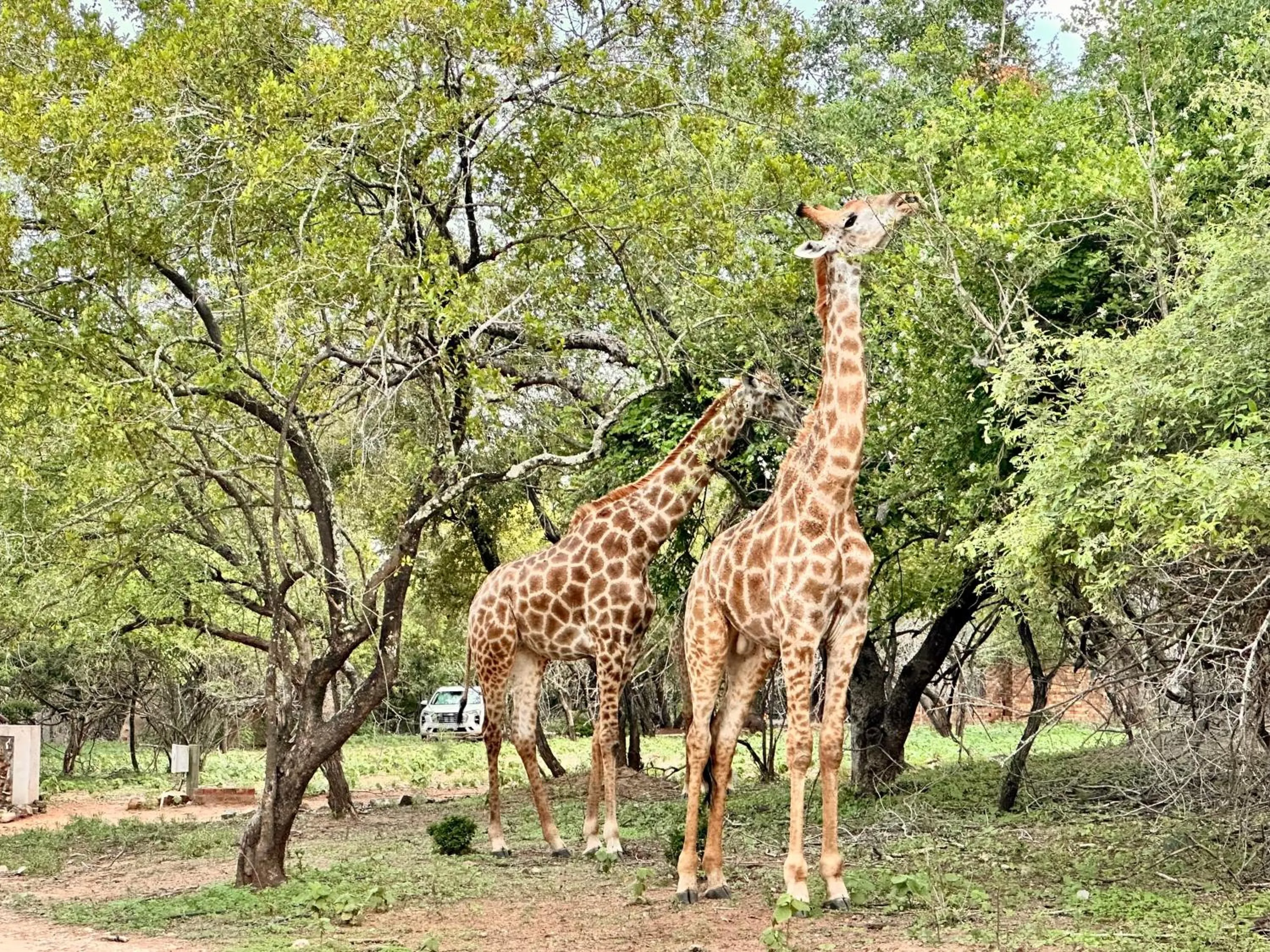 Animals in Zaganaga Kruger Lodge