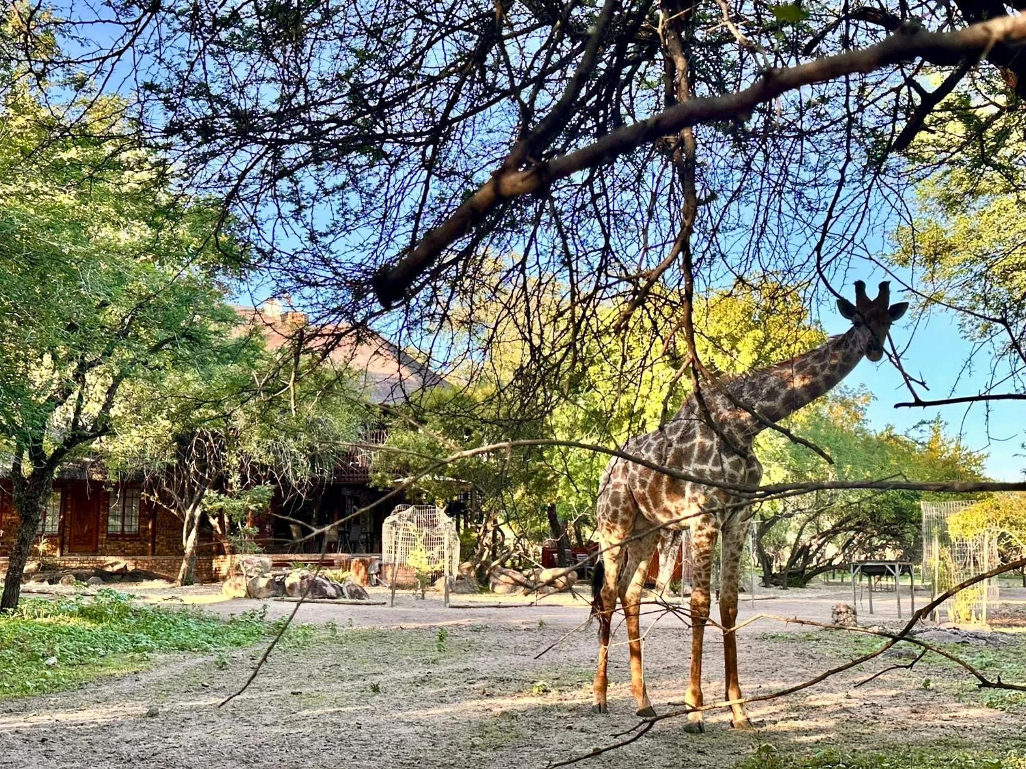 Animals in Zaganaga Kruger Lodge
