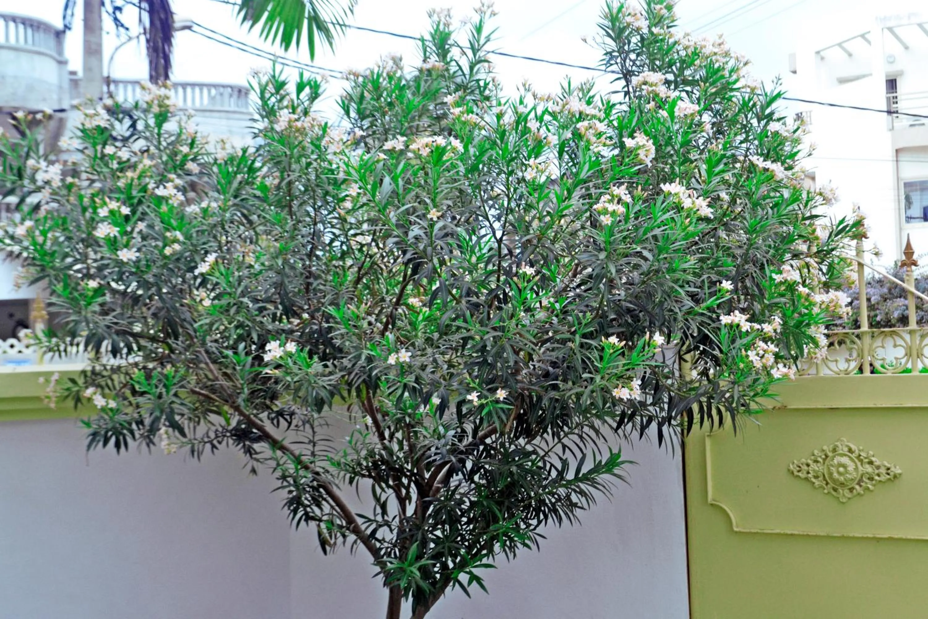 Area and facilities in Beach Sand Hotel & Resort, Cotonou