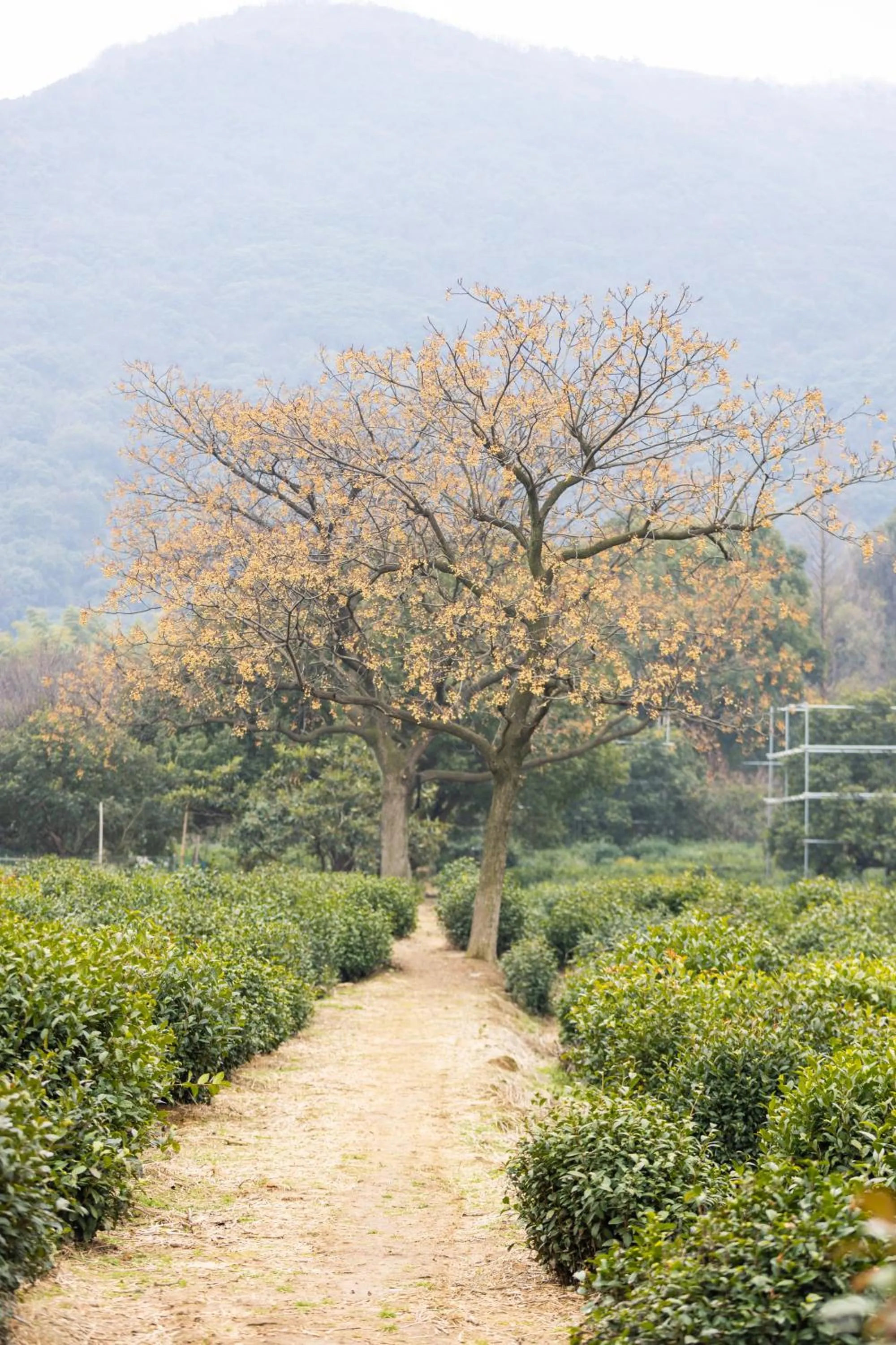 VIP in Blossom House Suzhou