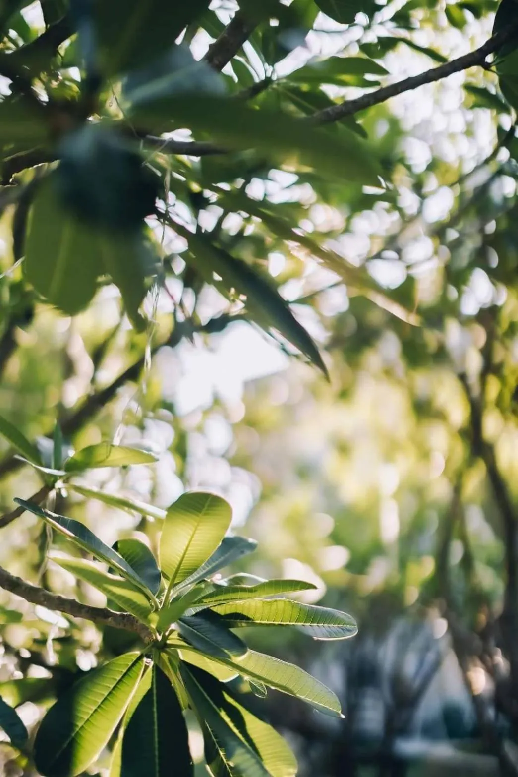 Bananaleaf Wedding Cafe & Resort