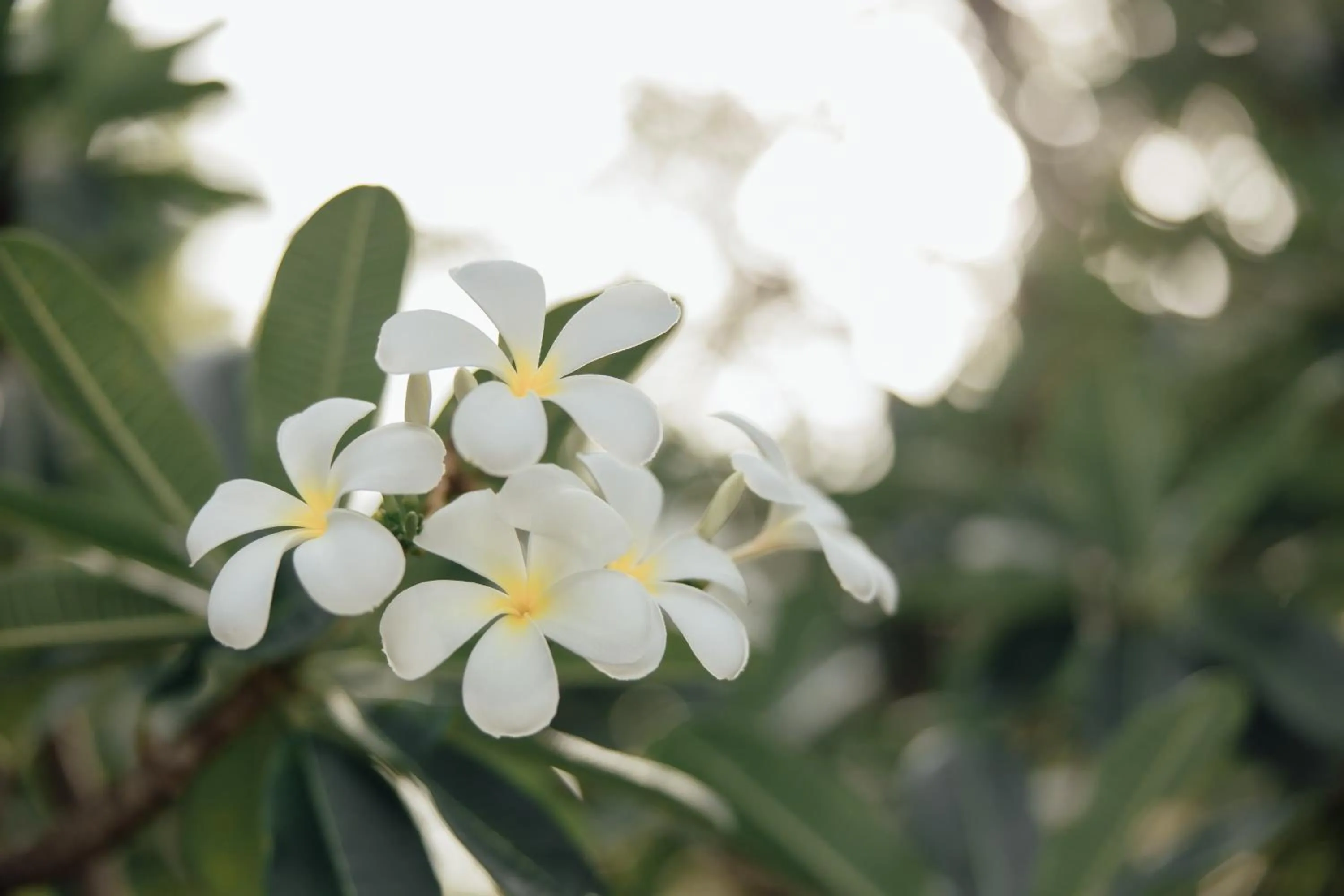 Bananaleaf Wedding Cafe & Resort