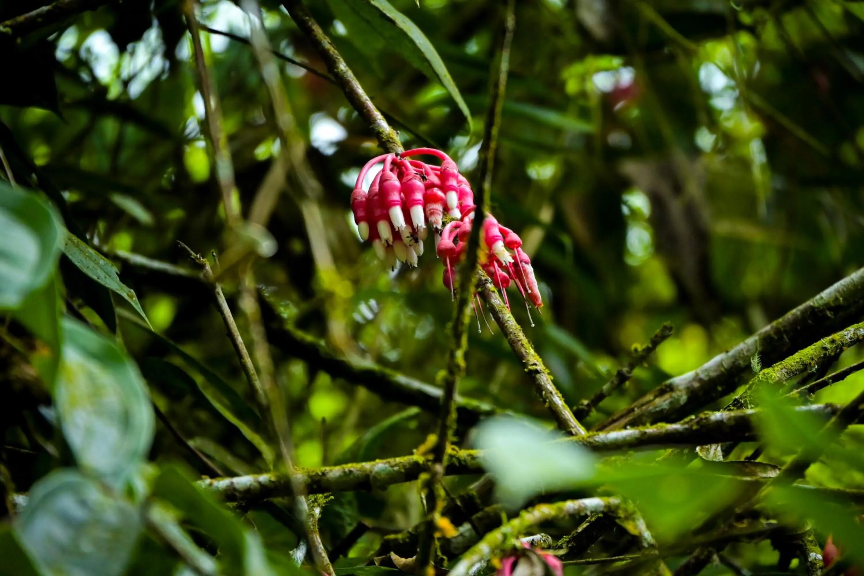Garden in Hotel Vísperas