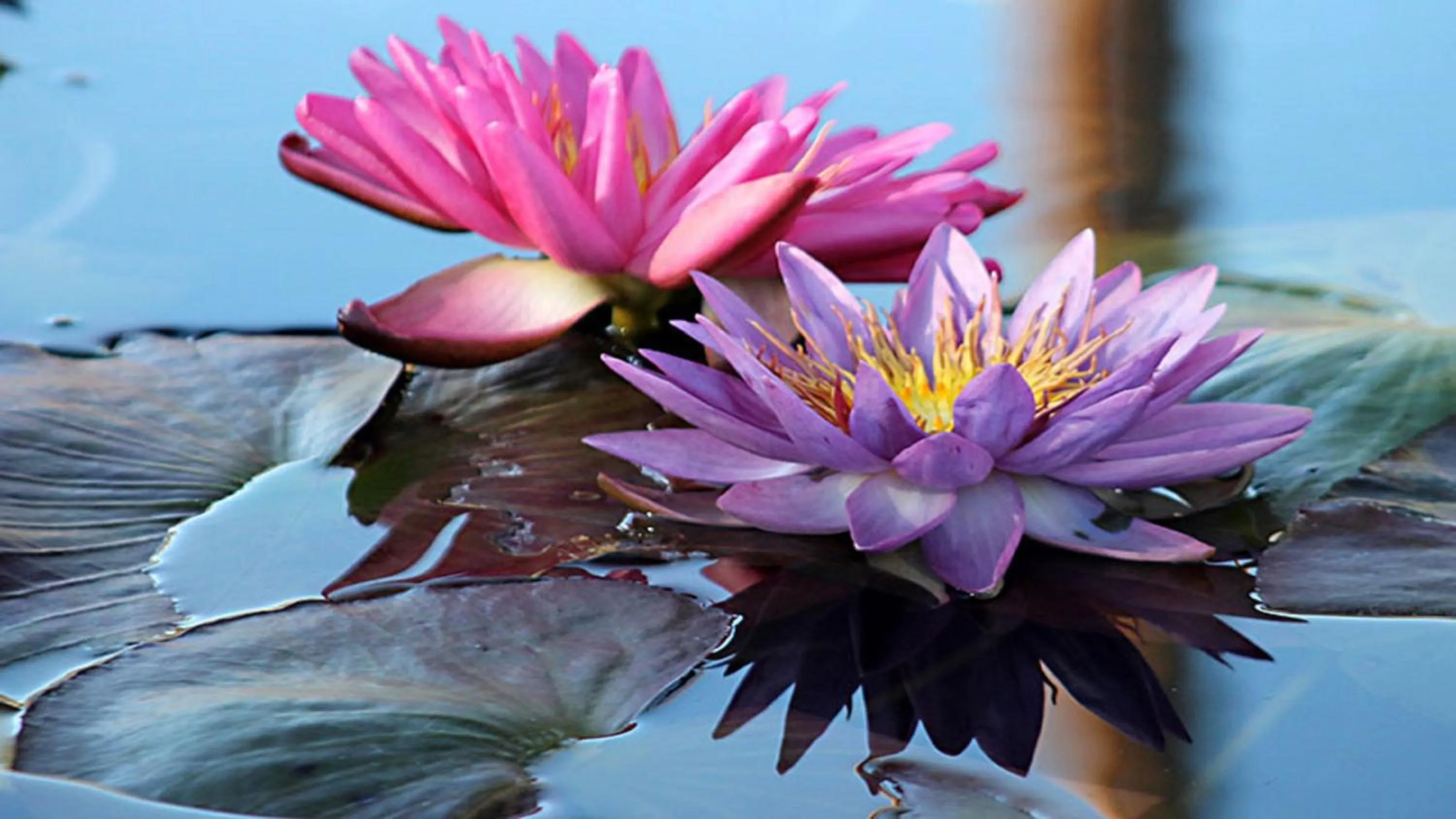 Nearby landmark in Candlewood Suites San Angelo by IHG