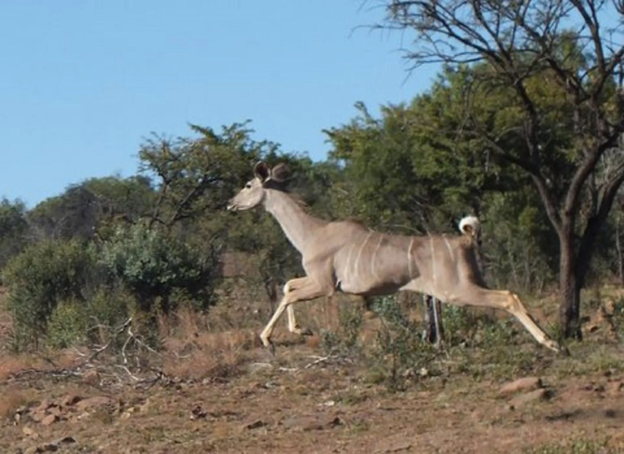 Animals in Olive Tree Farm
