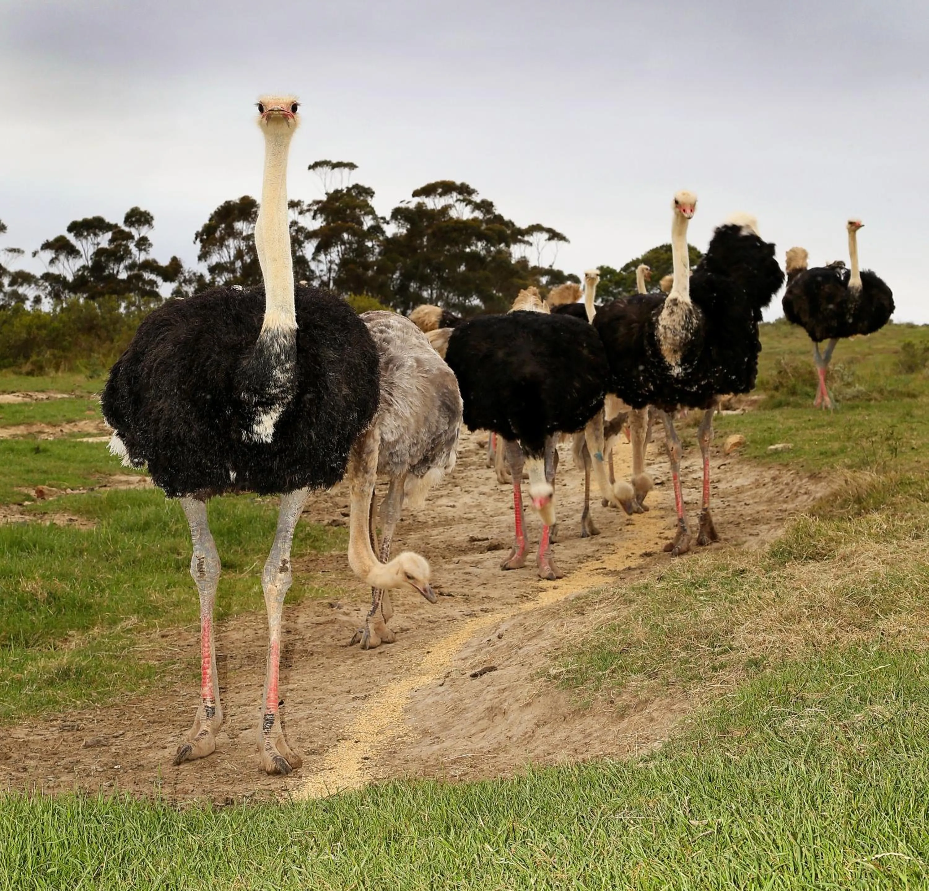 Animals in Skeiding Guest Farm