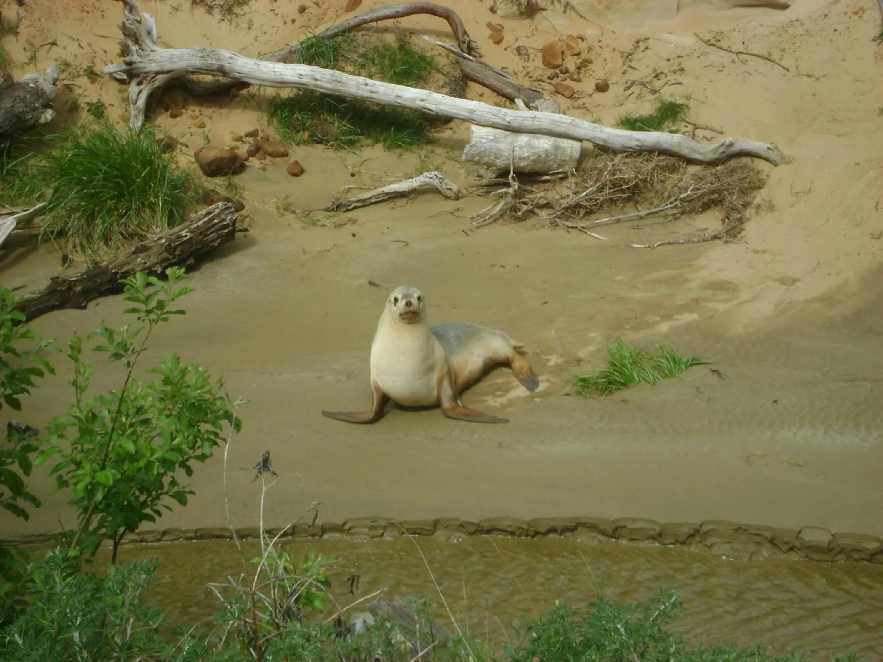Animals in Catlins Newhaven Holiday Park