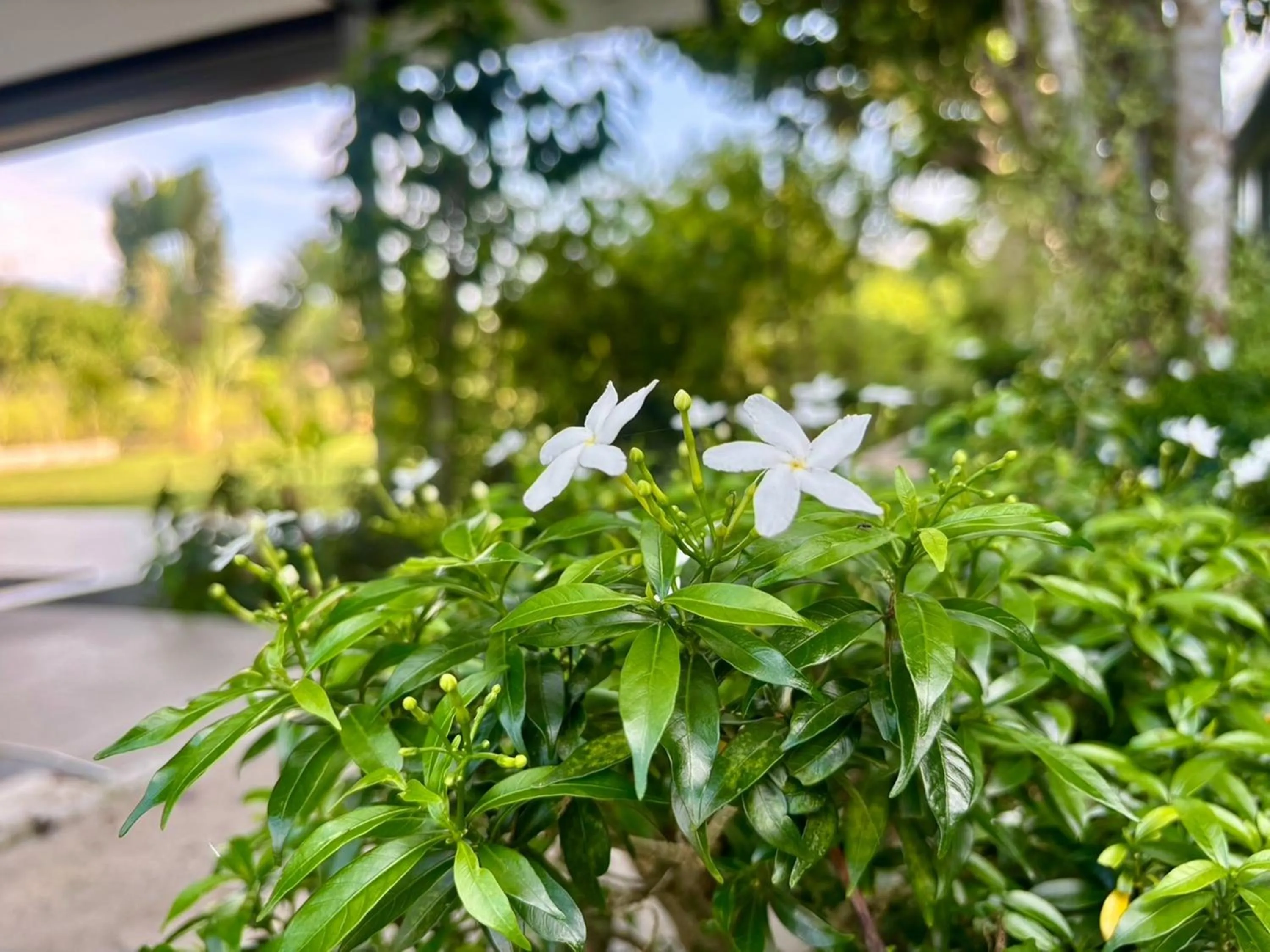 Garden view in Moonlight Cottage