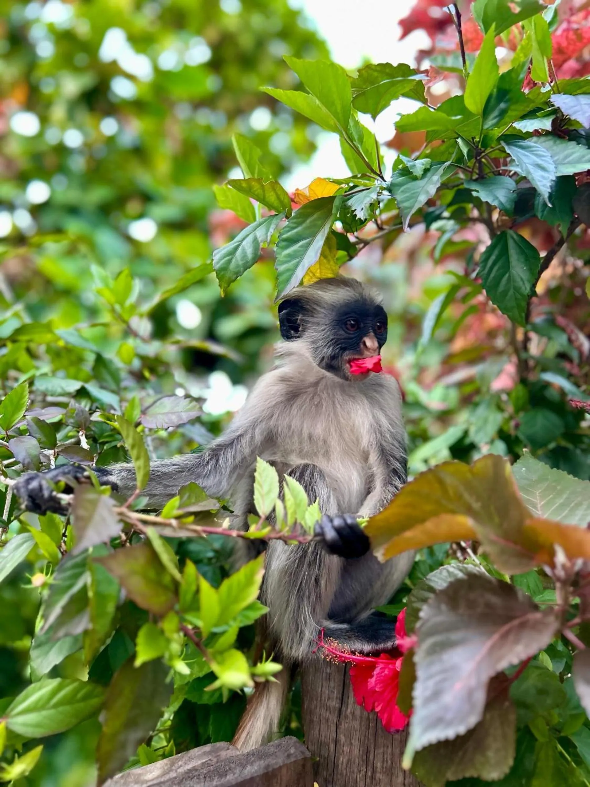 Animals in Paje By Night Bungalows