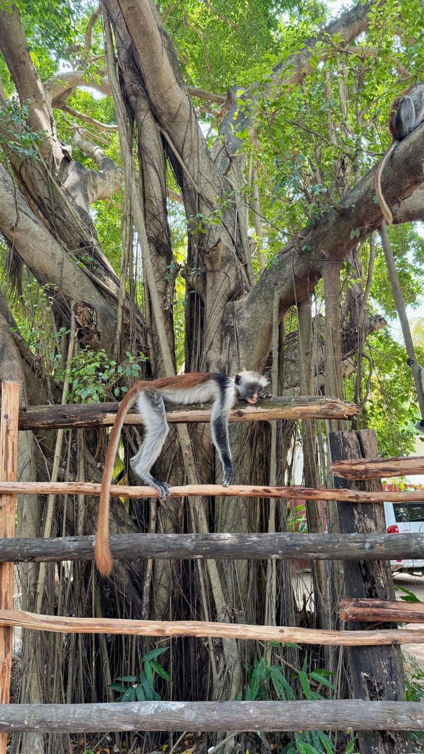 Animals in Paje By Night Bungalows