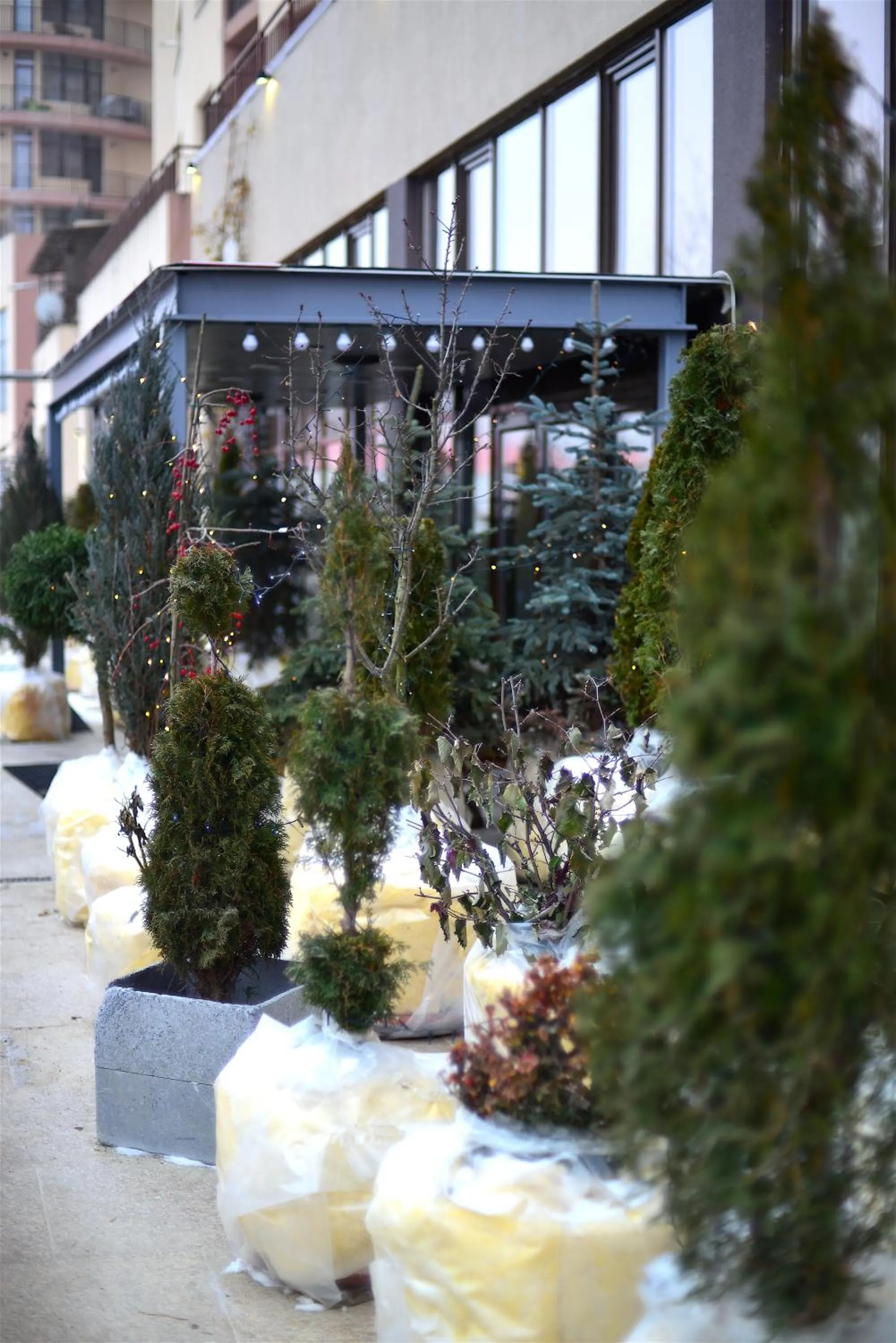 Garden in Hotel Biscuit