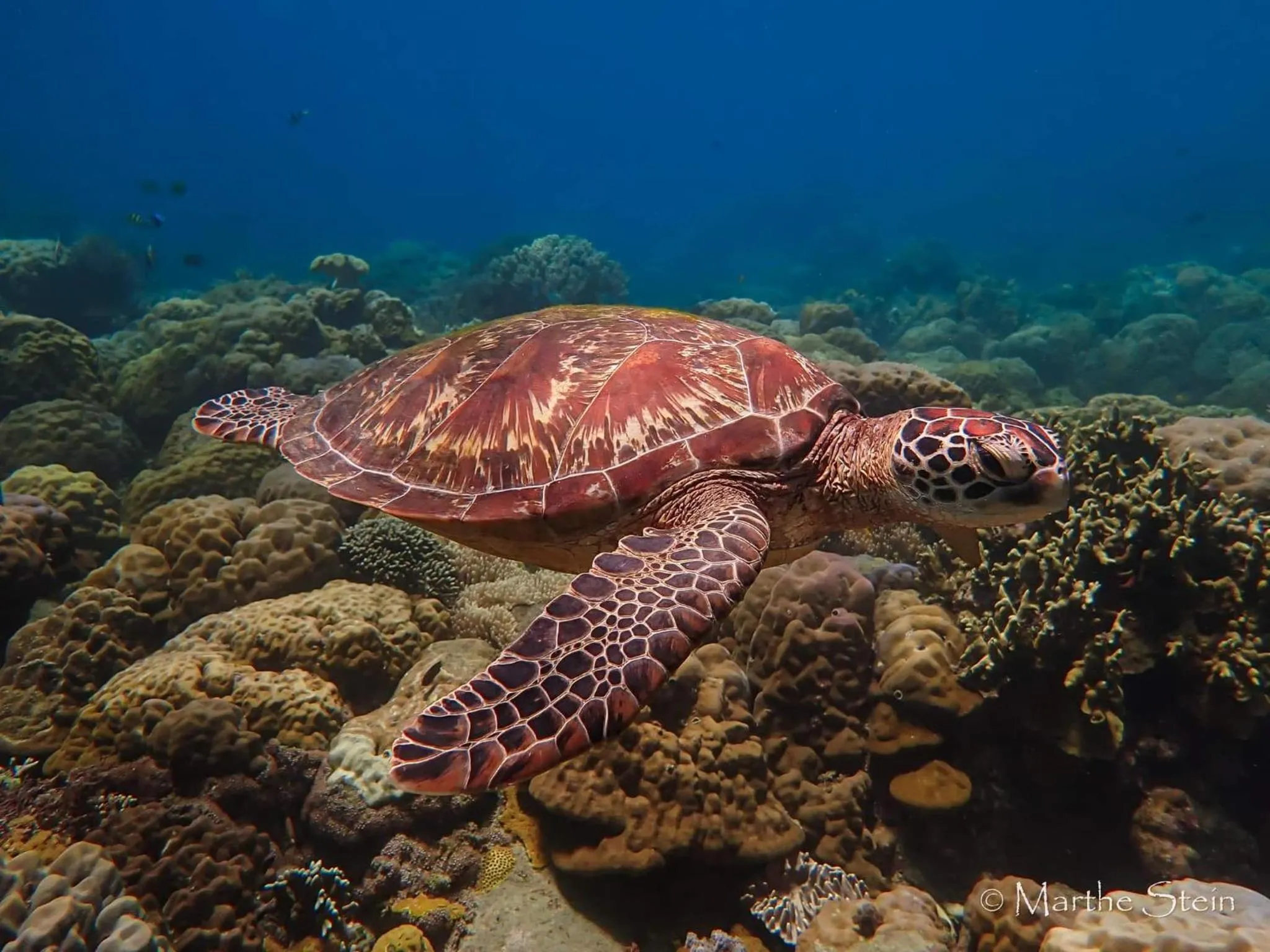 Gracey Dive Resort and Restaurant