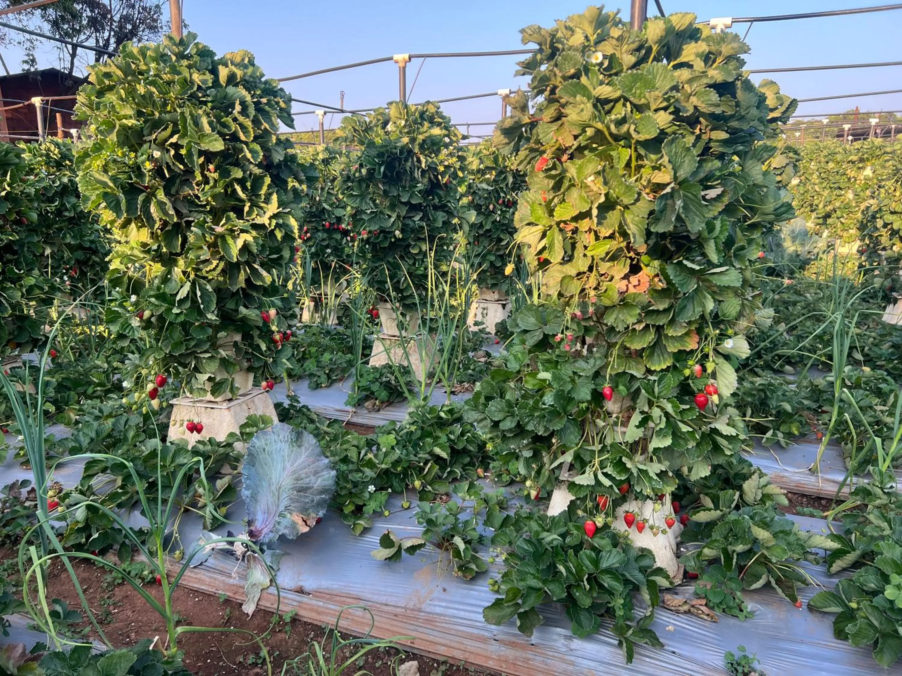 Garden in Sabas Tent & Cottages