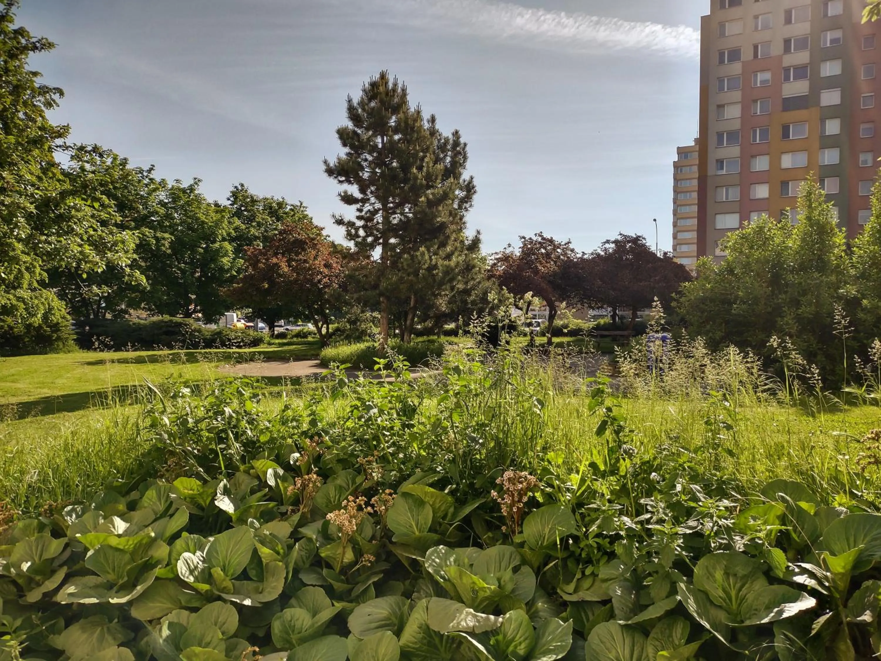 Garden in University Hotel