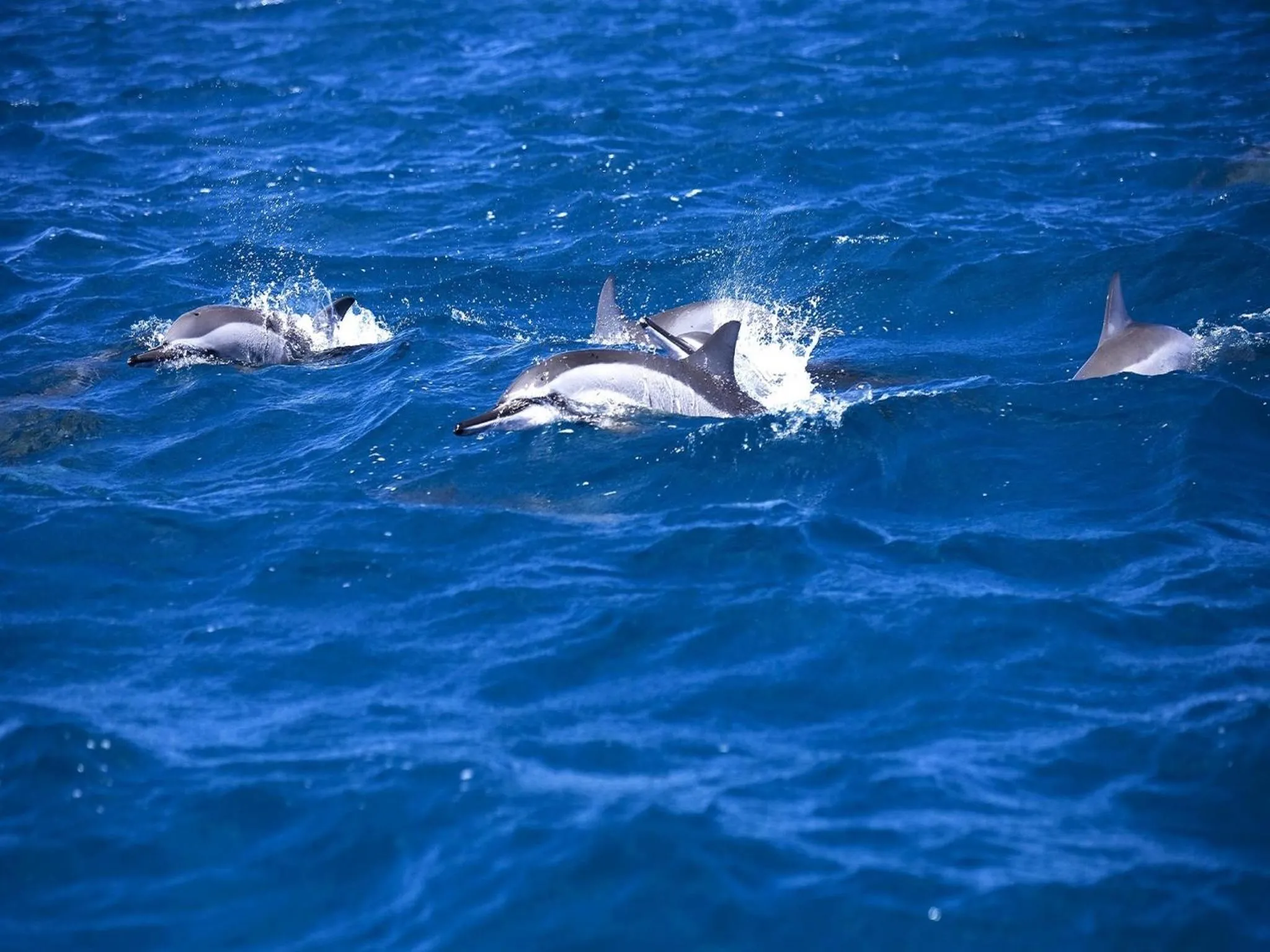 Snorkeling in Happy Days Guest House