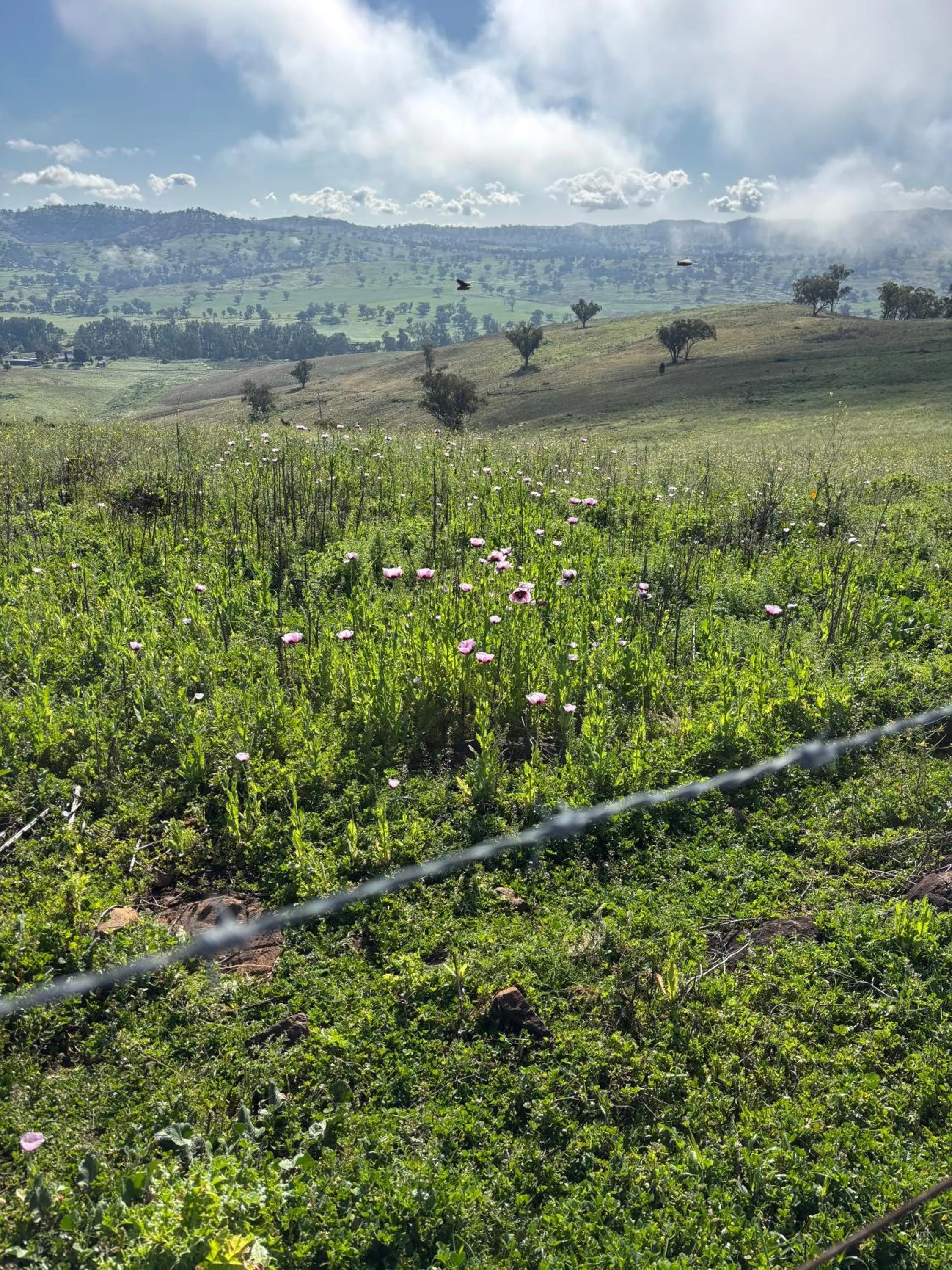Mountain view in Hermitage Hill Country Retreat