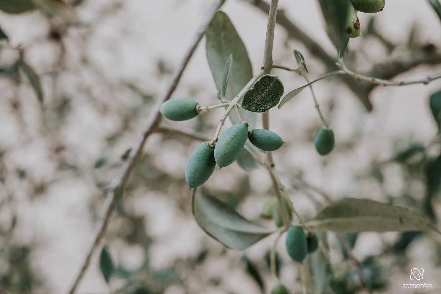Garden in B&B Tenuta la Cornula