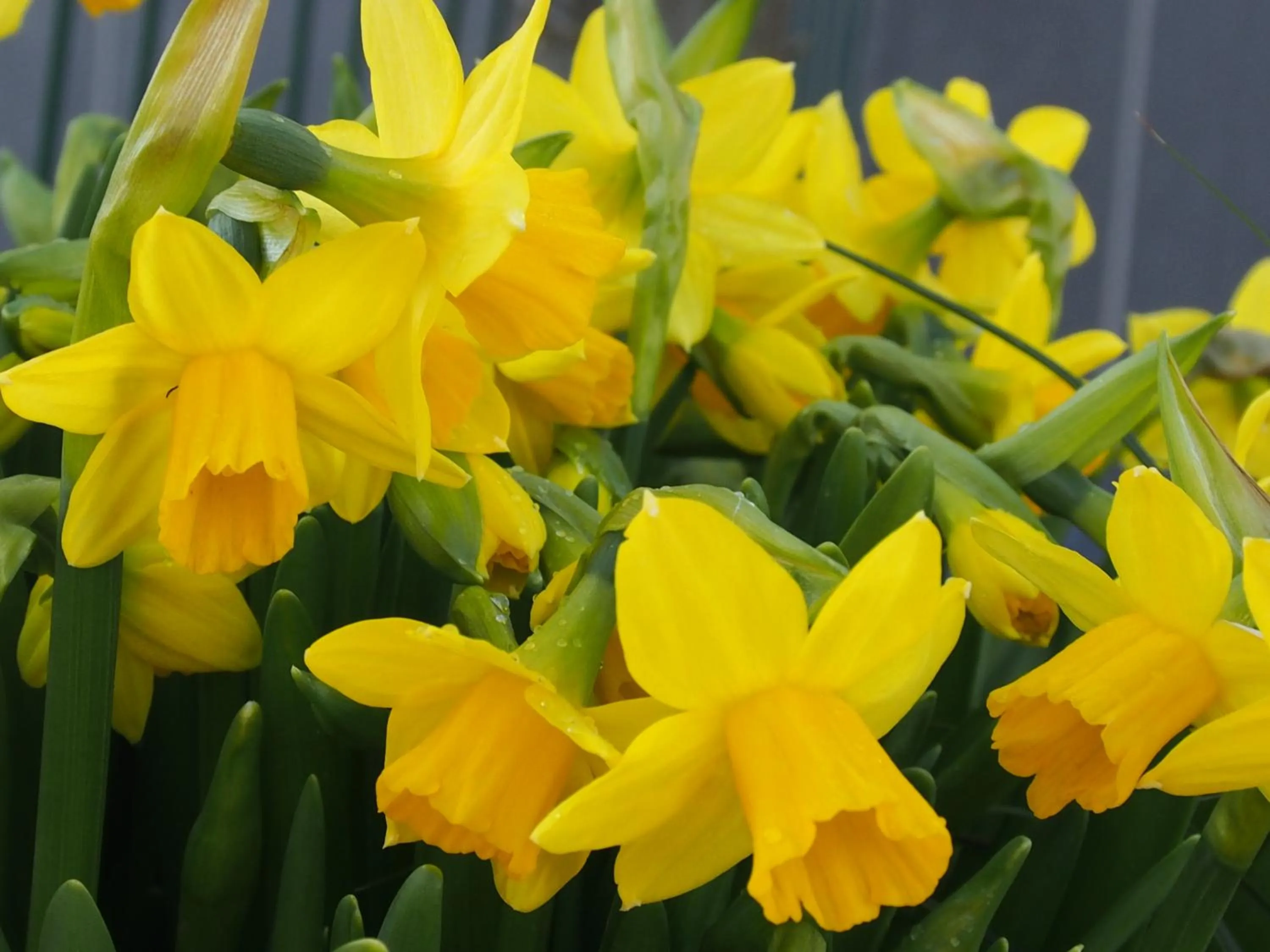 Garden in B&B La Chabetaine