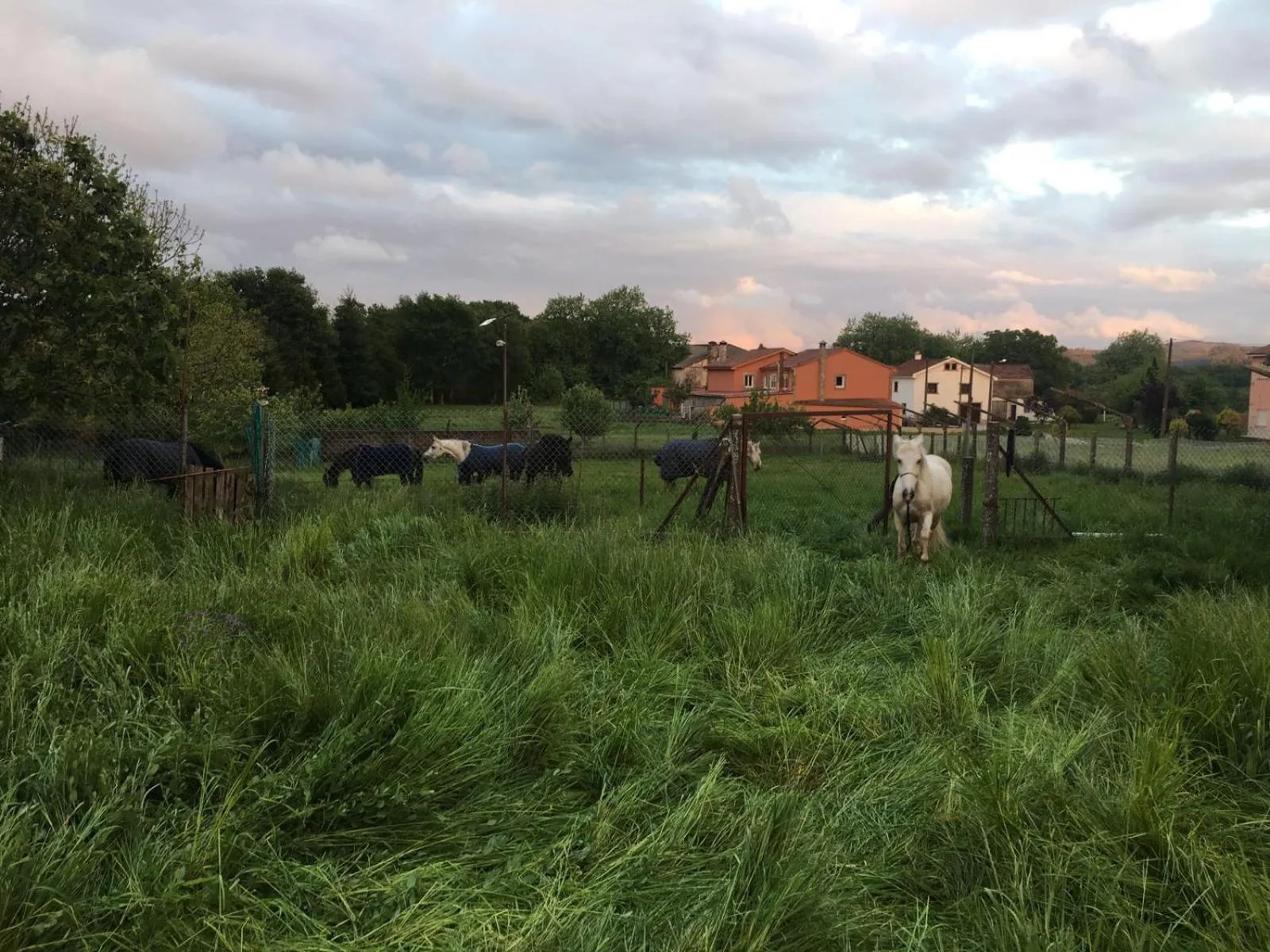 Animals in Hotel Castro