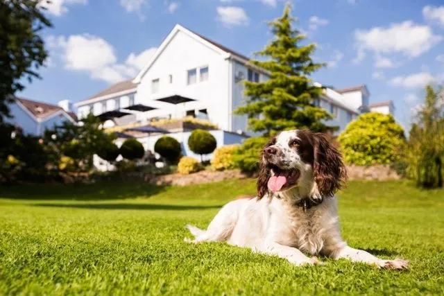 Pets in The Plough Inn