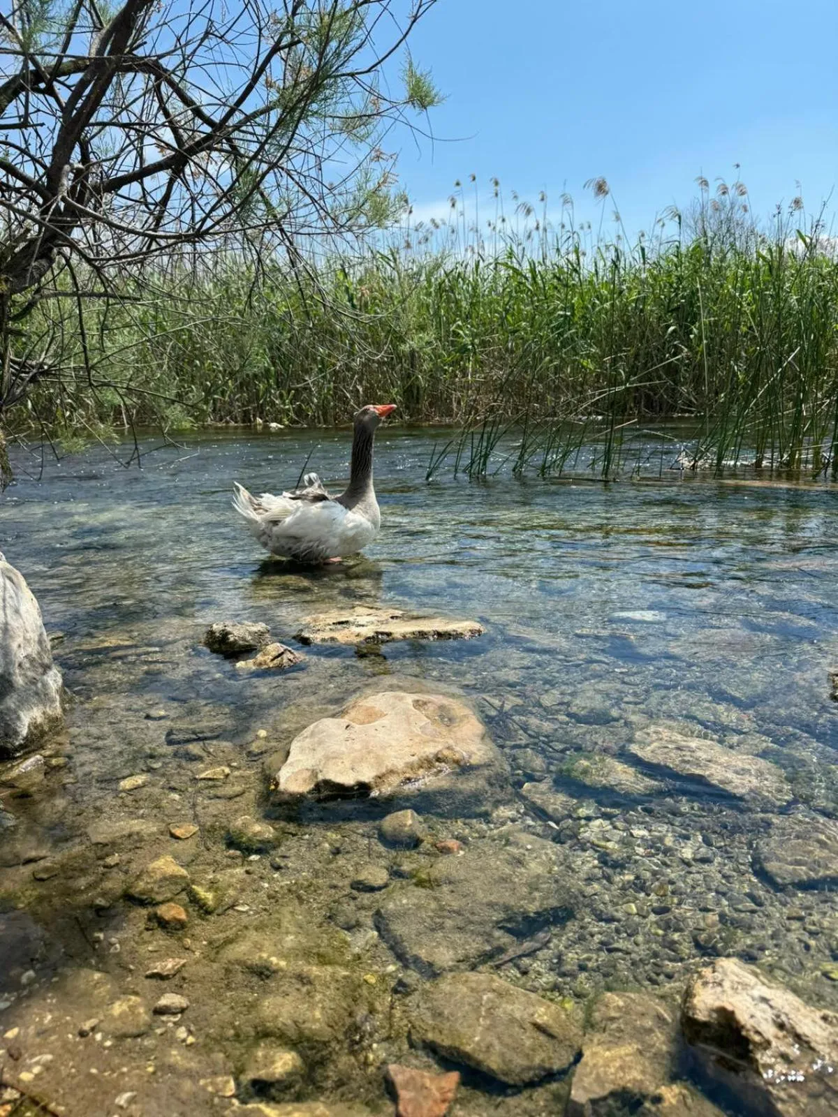 Other in The Dalaman Suites & Pansiyon Dalaman Airport 10 km