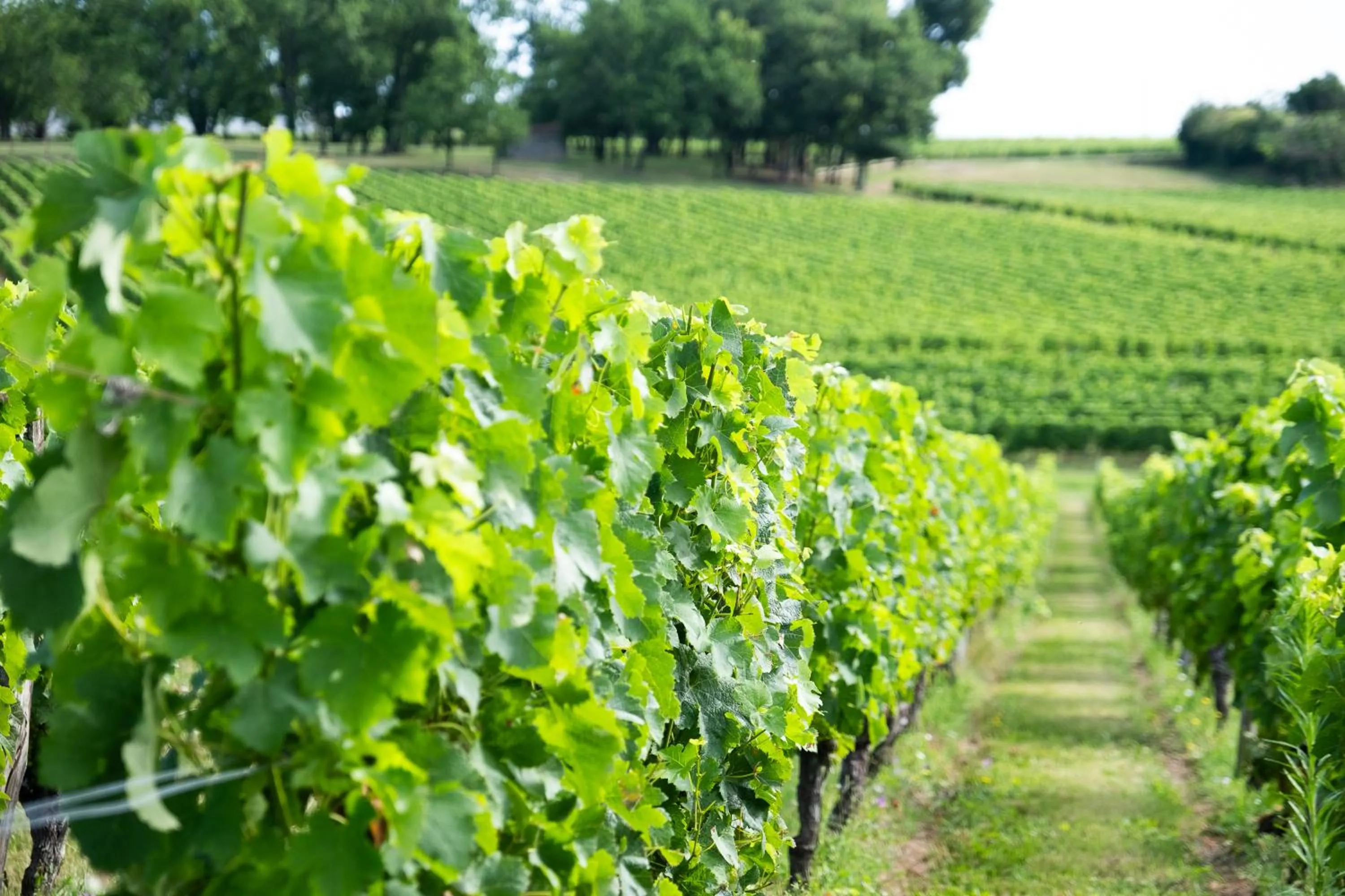 Au Charmant Des Vignes