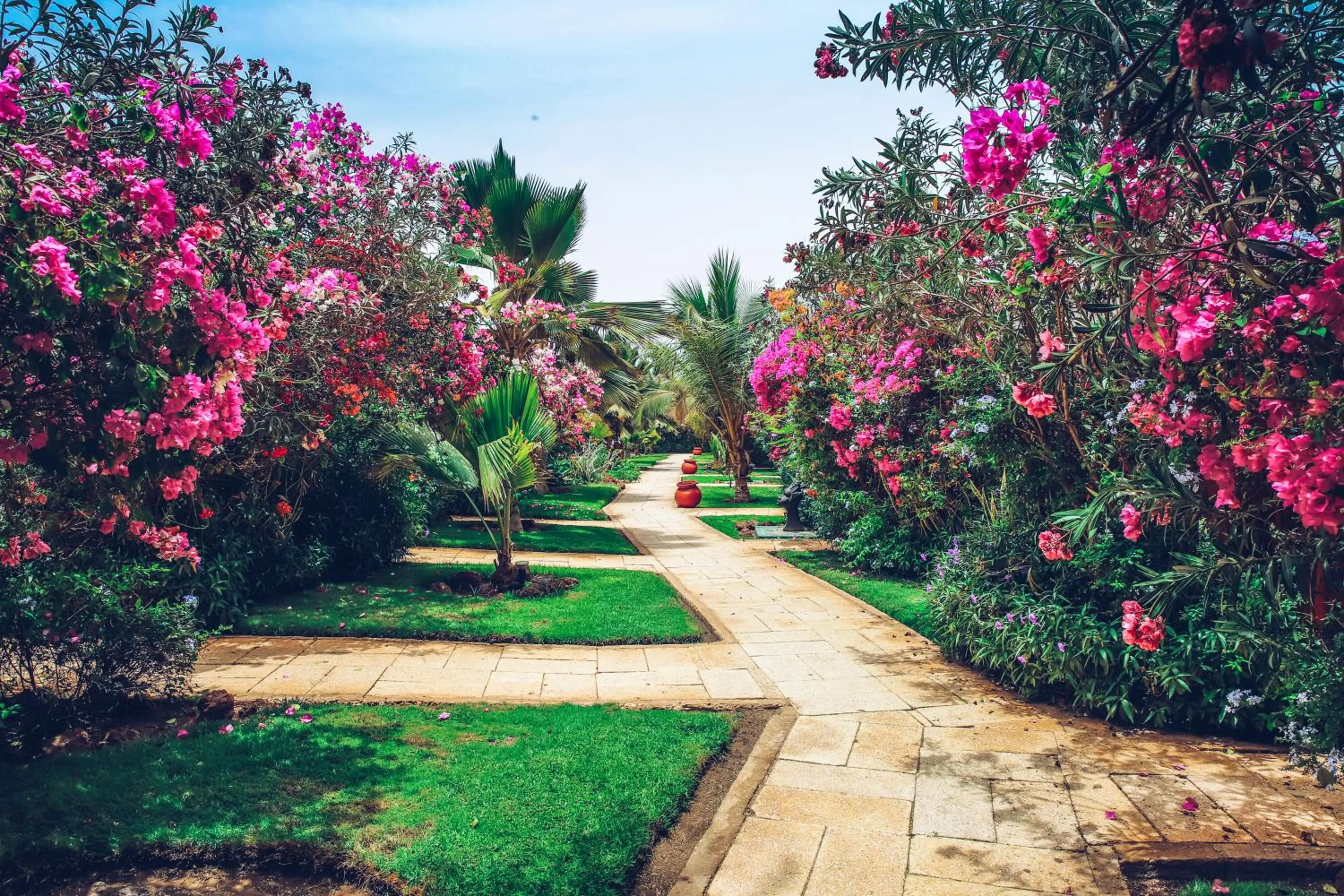 Spring in Royal Horizon Baobab