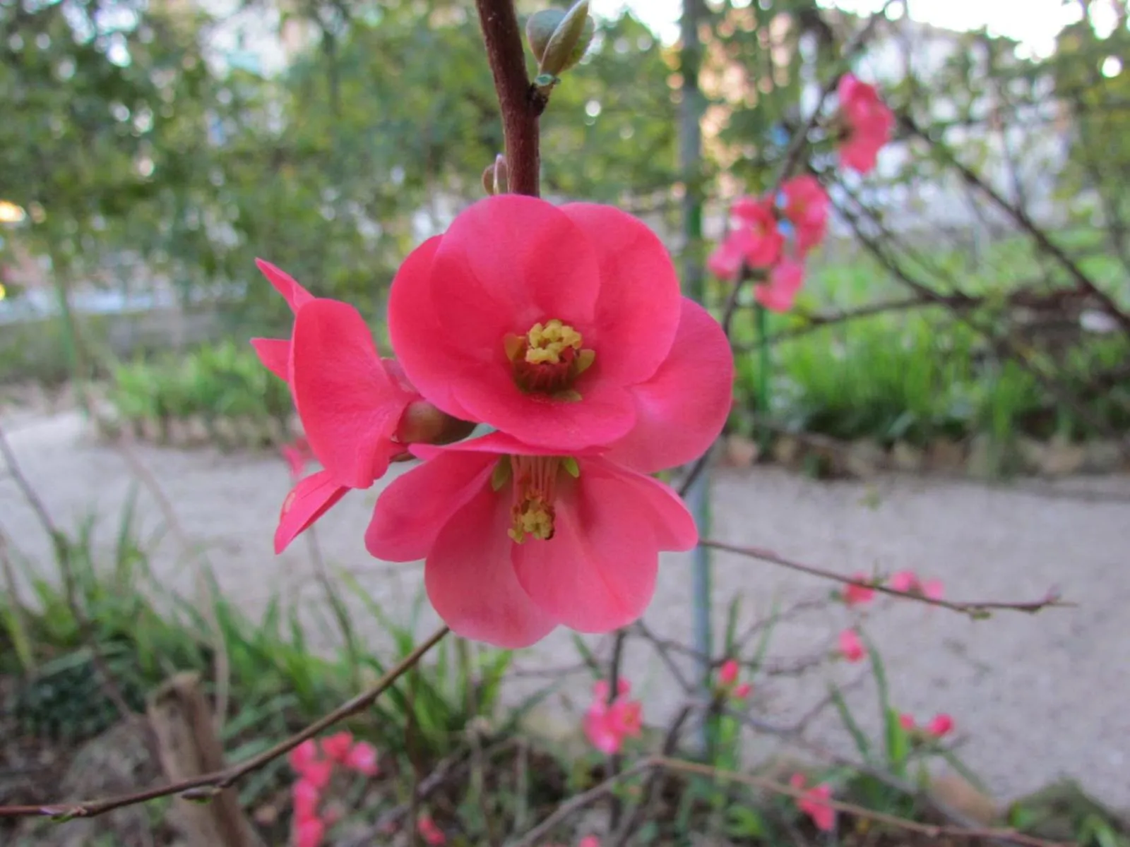 Villa Maria Bed & Breakfast, Corridonia, Marche