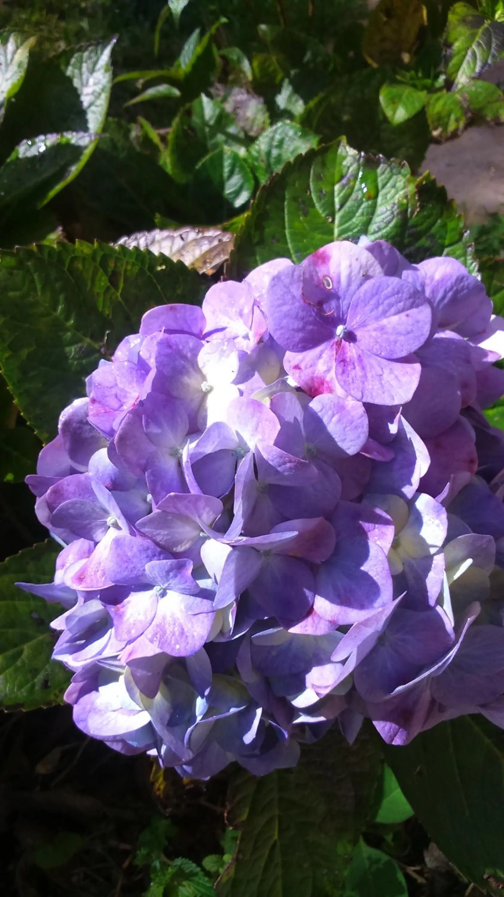 Garden in Nas Nuvens Hospedaria