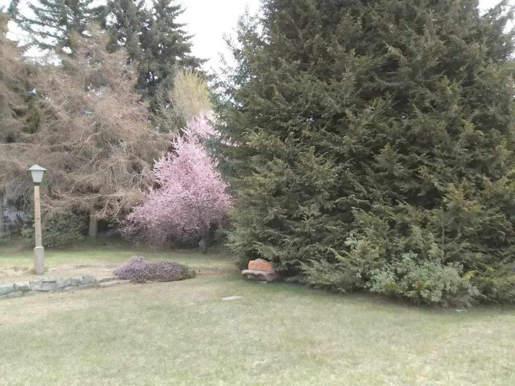 Rupu Pehuen Rupu Pehuen