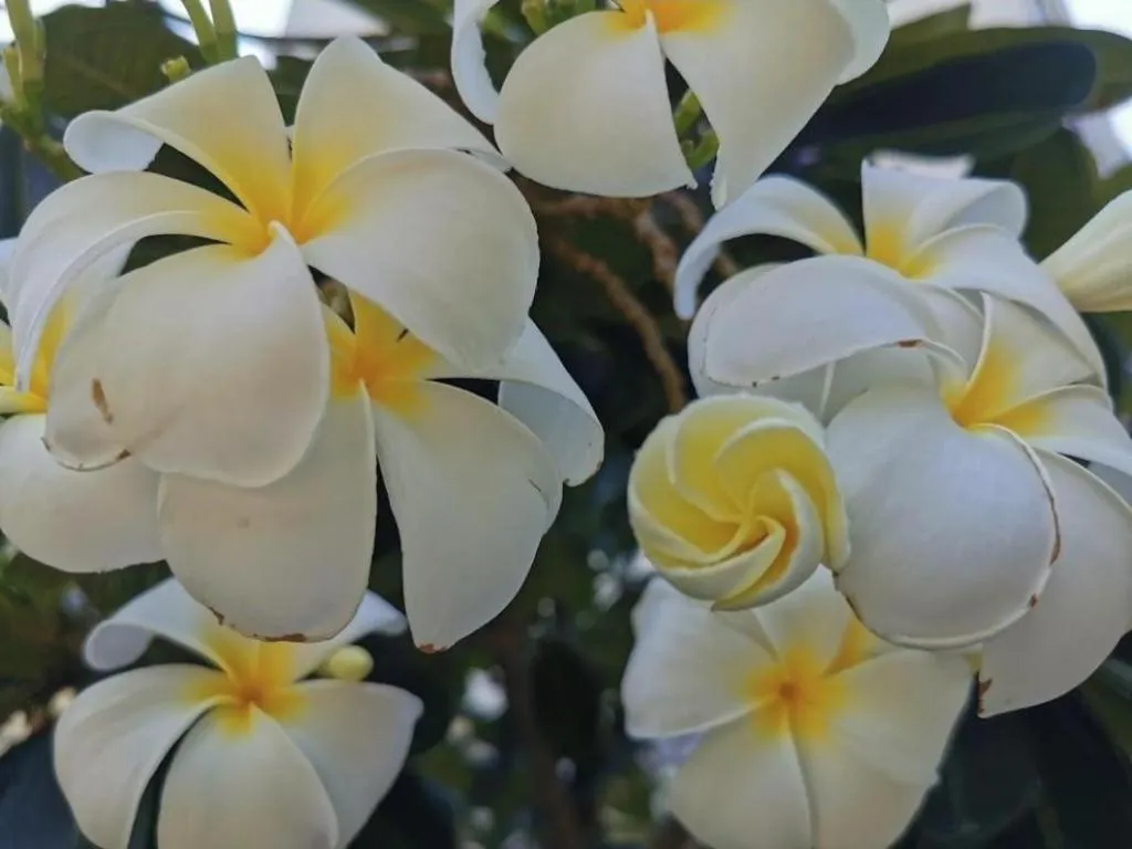 The Park Hotel Pattaya