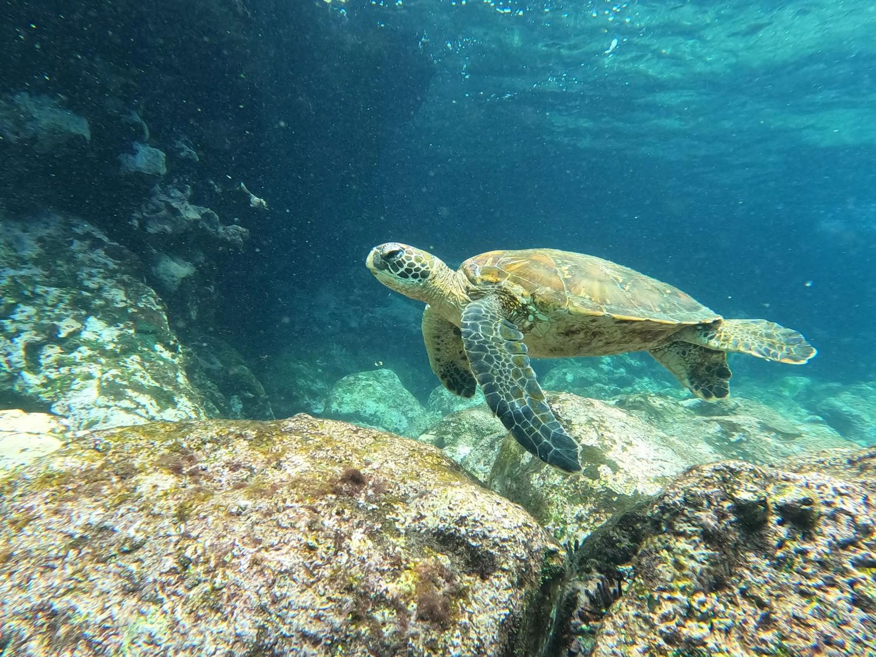 Activities in The Island Home