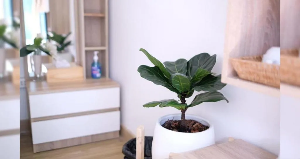 Sawasdee Coco Resort