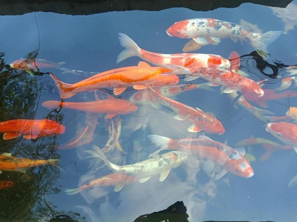 Chayada Garden House and Resort Hotel