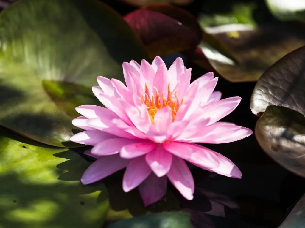 Chayada Garden House and Resort Hotel