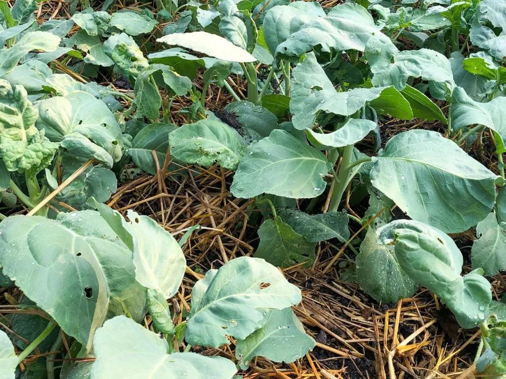 Chayada Garden House and Resort Hotel